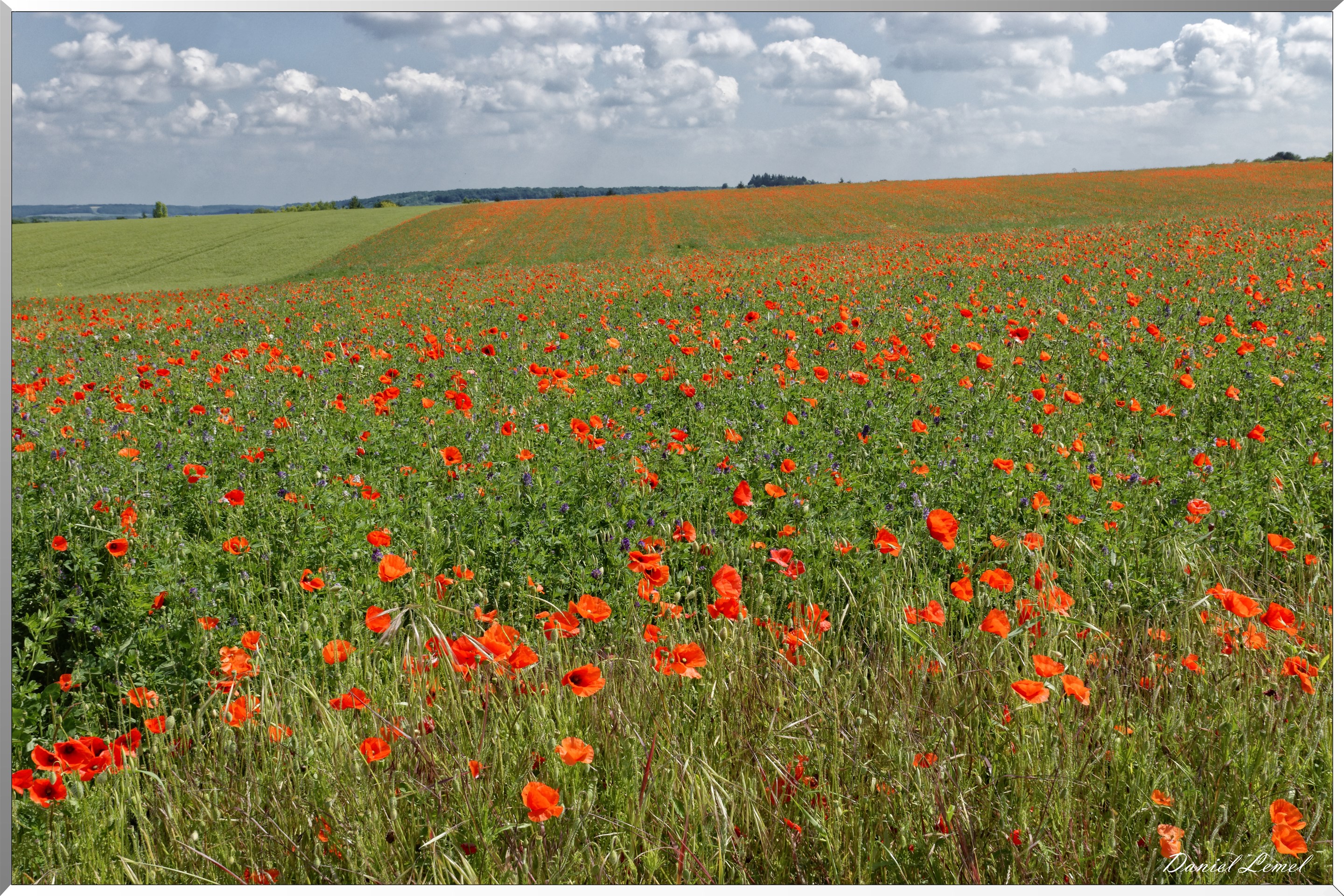 Champs de coquelicots