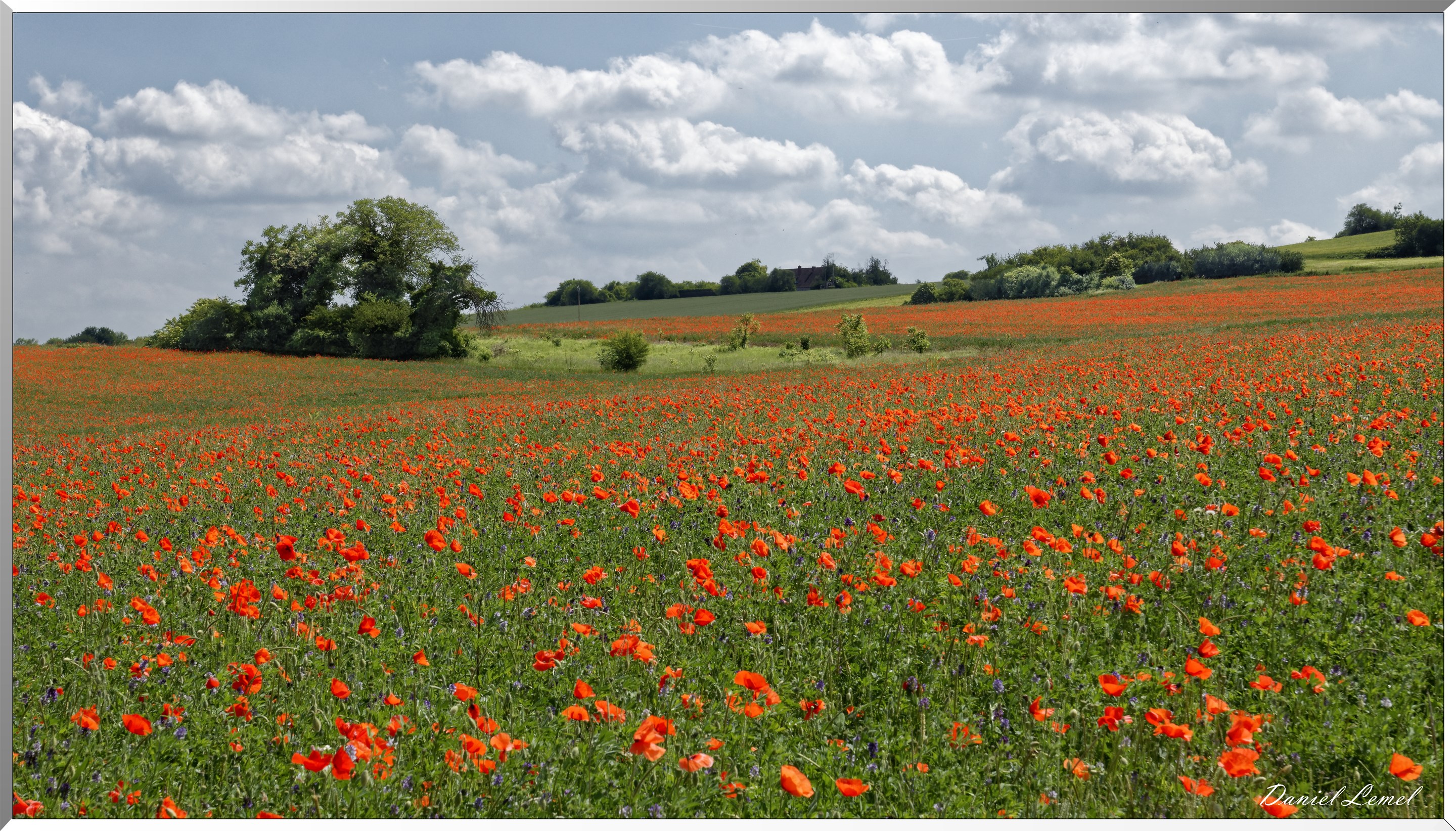Champs de coquelicots