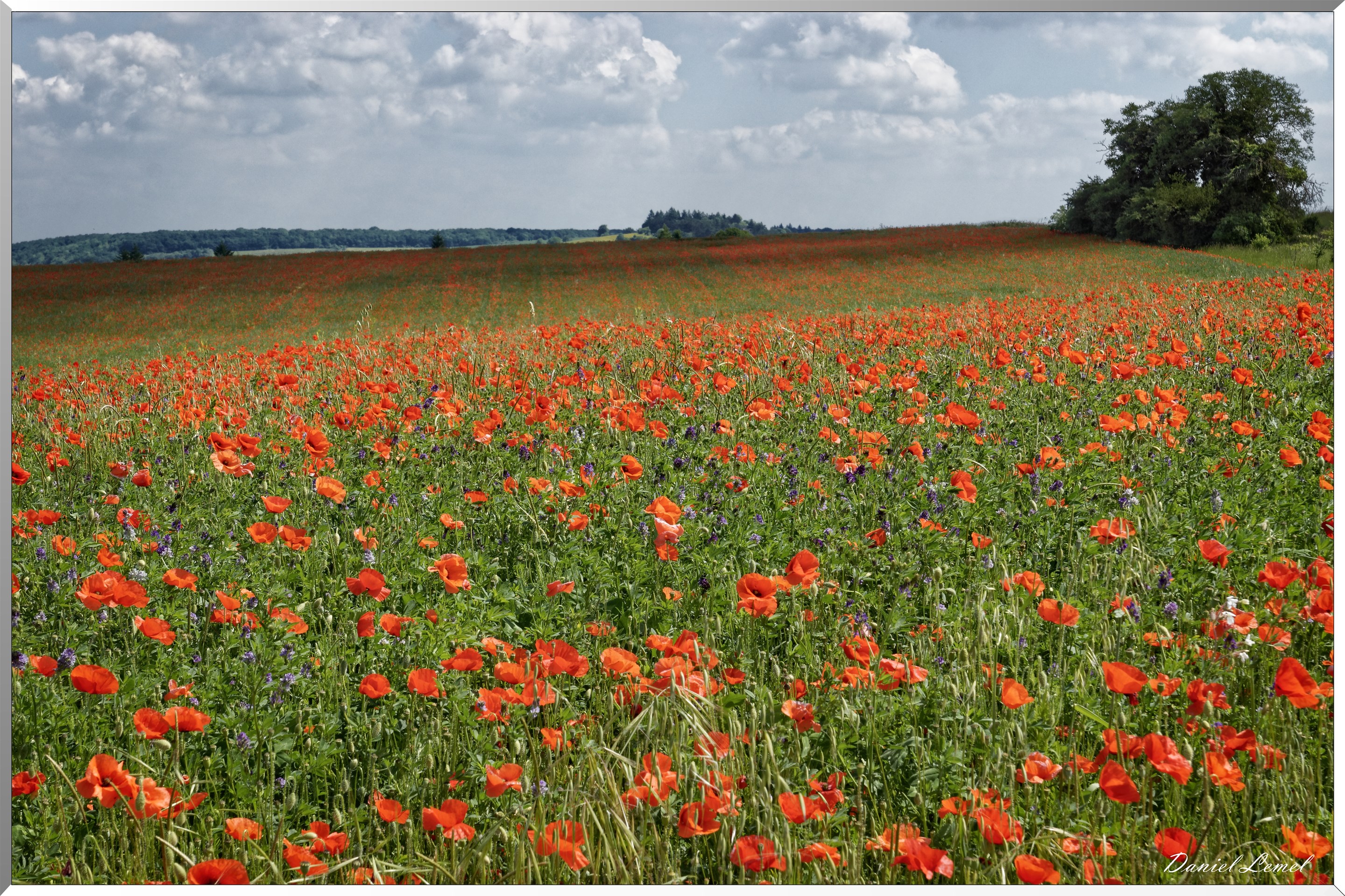 Champs de coquelicots
