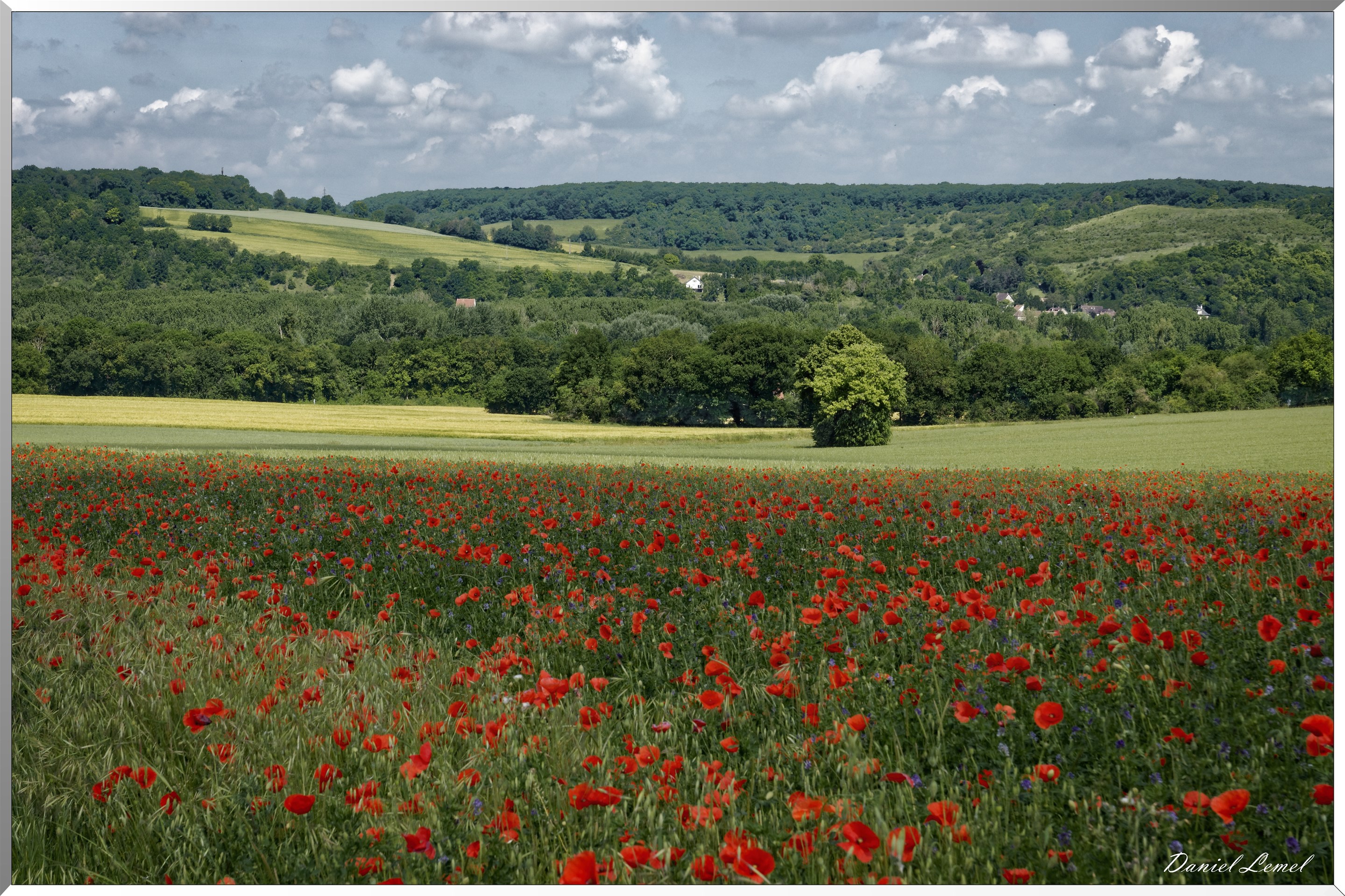 Champs de coquelicots