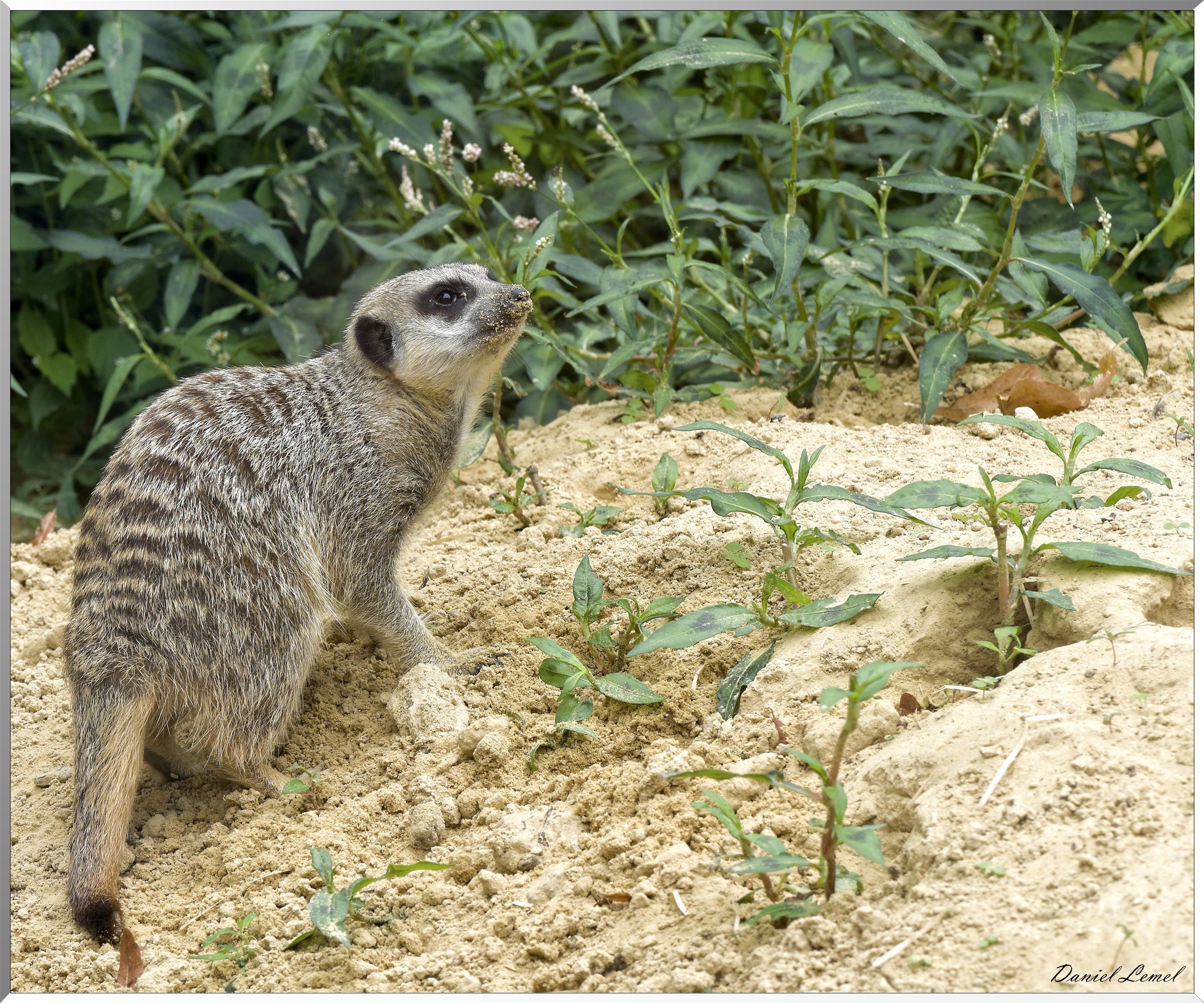 Suricate