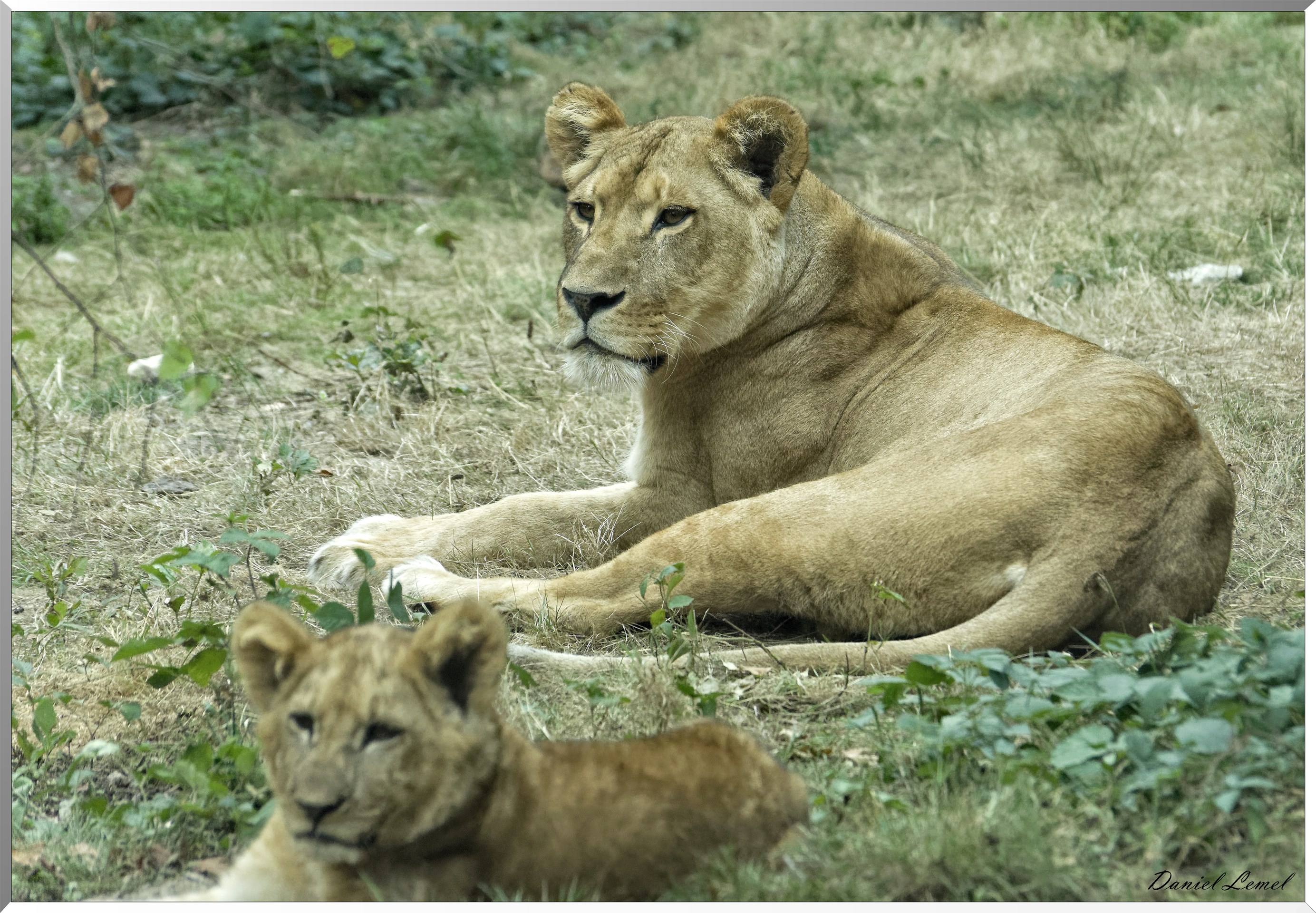 Lionne et lionceau