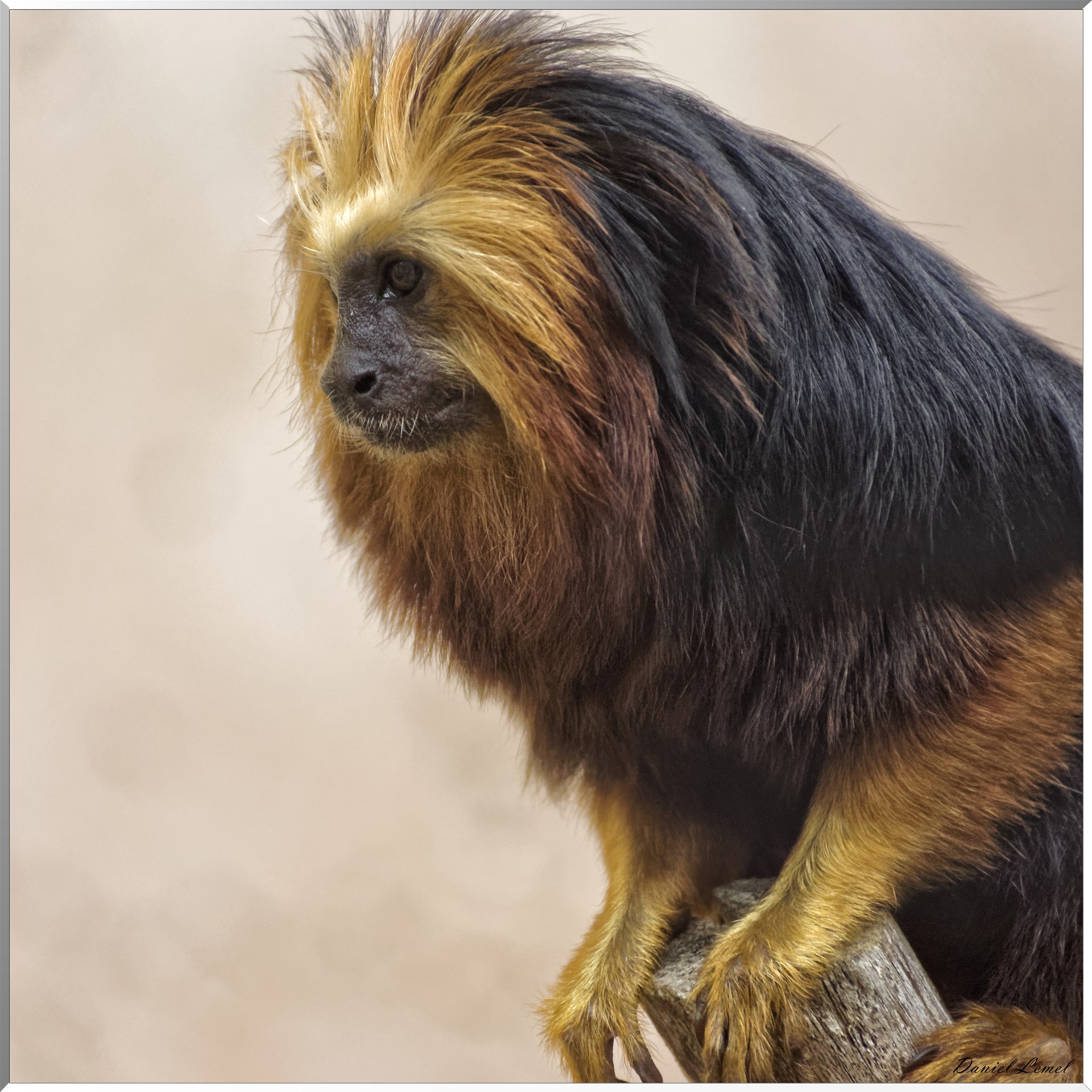Tamarin lion à tête dorée