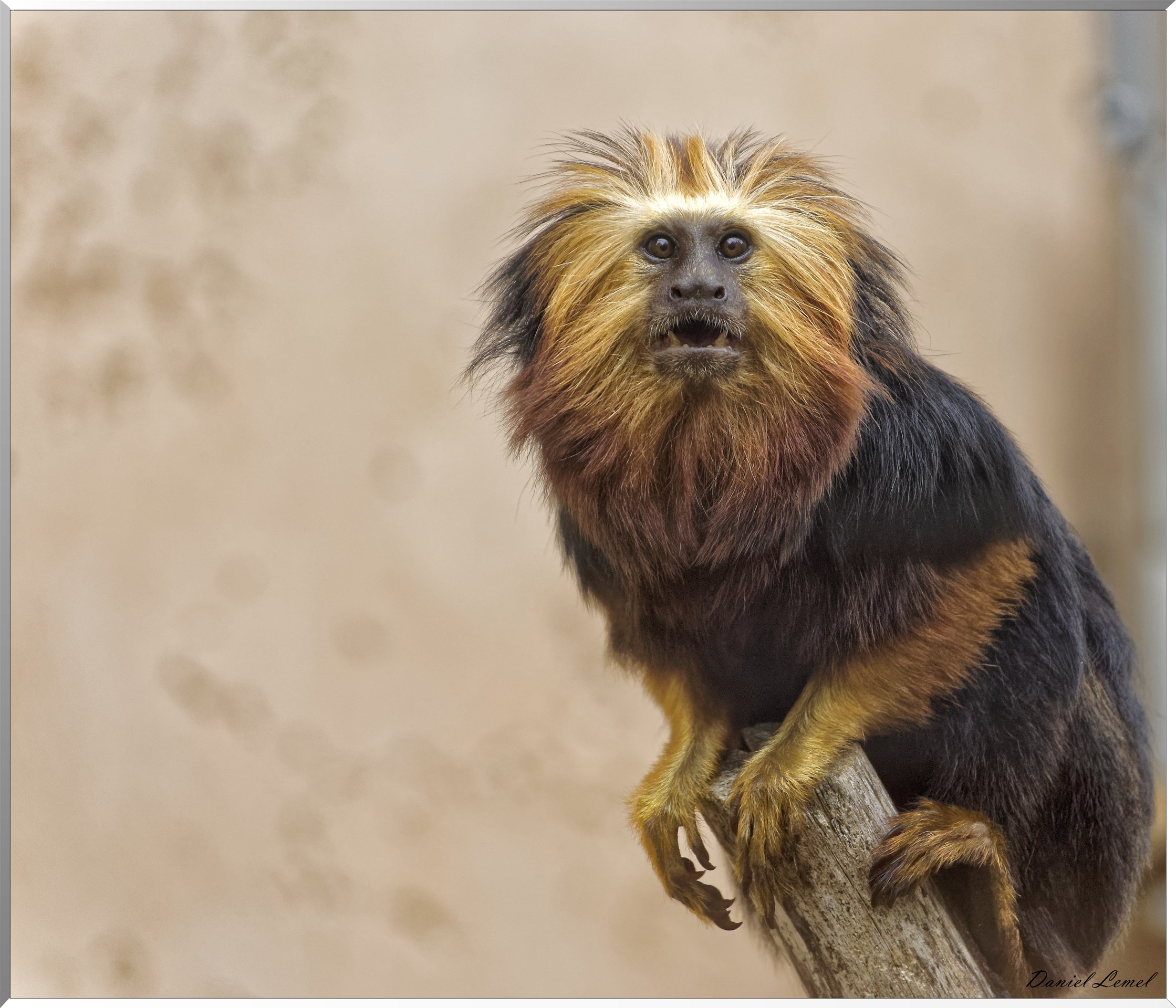 Tamarin lion à tête dorée