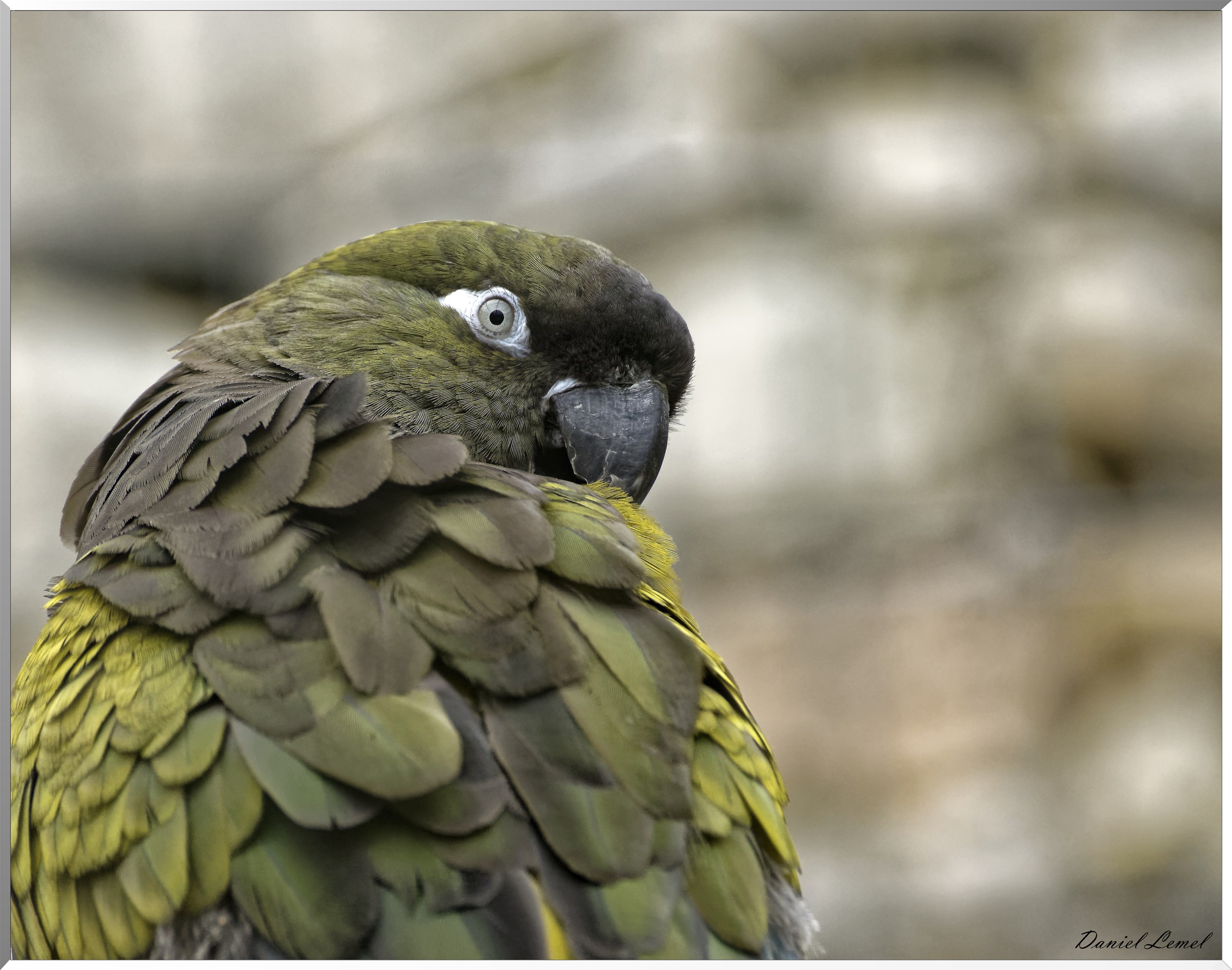 Perruche de Patagonie