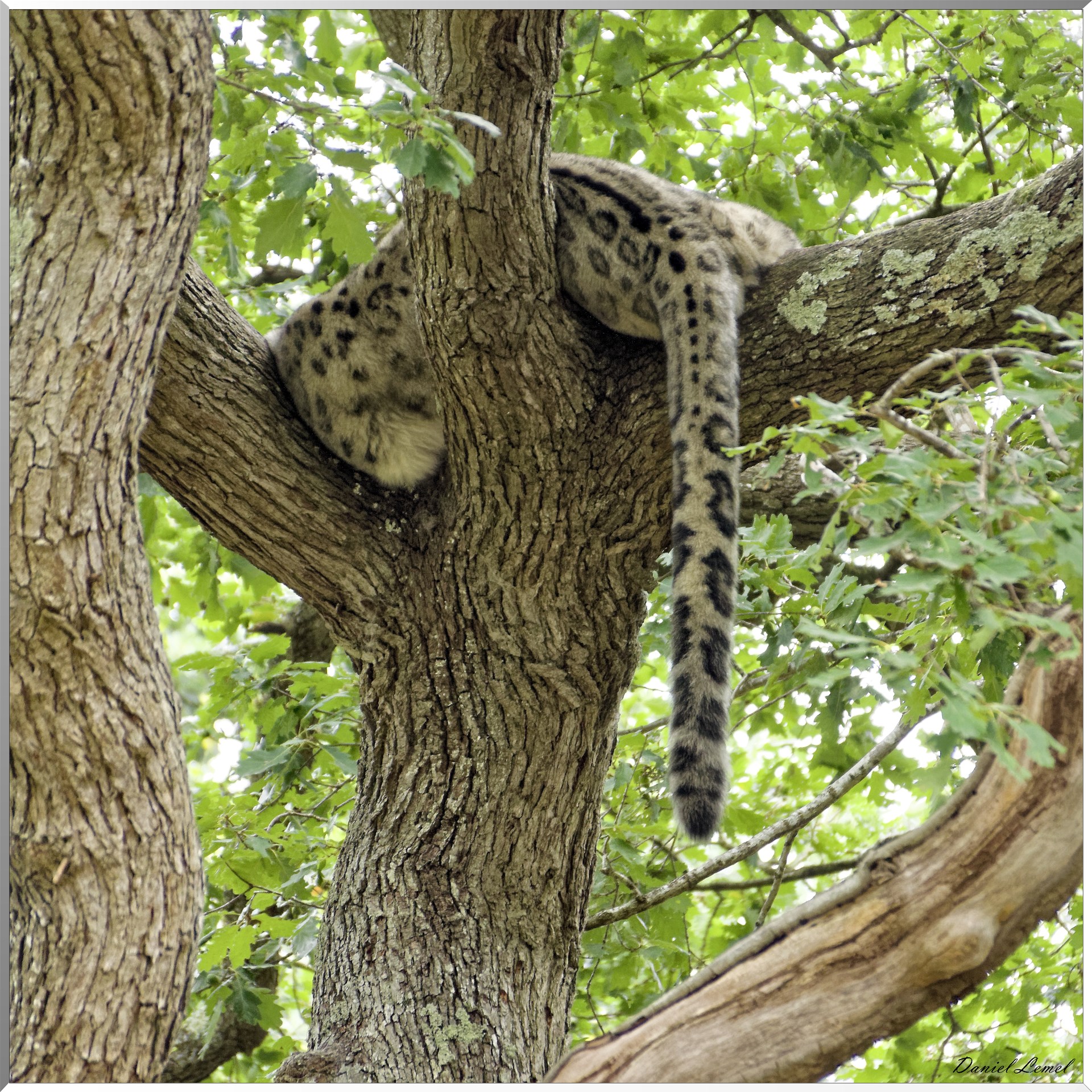 Panthère des neiges