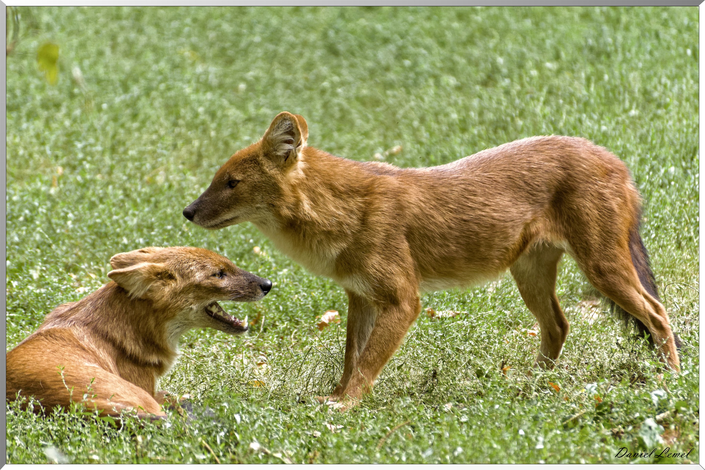 Dholes