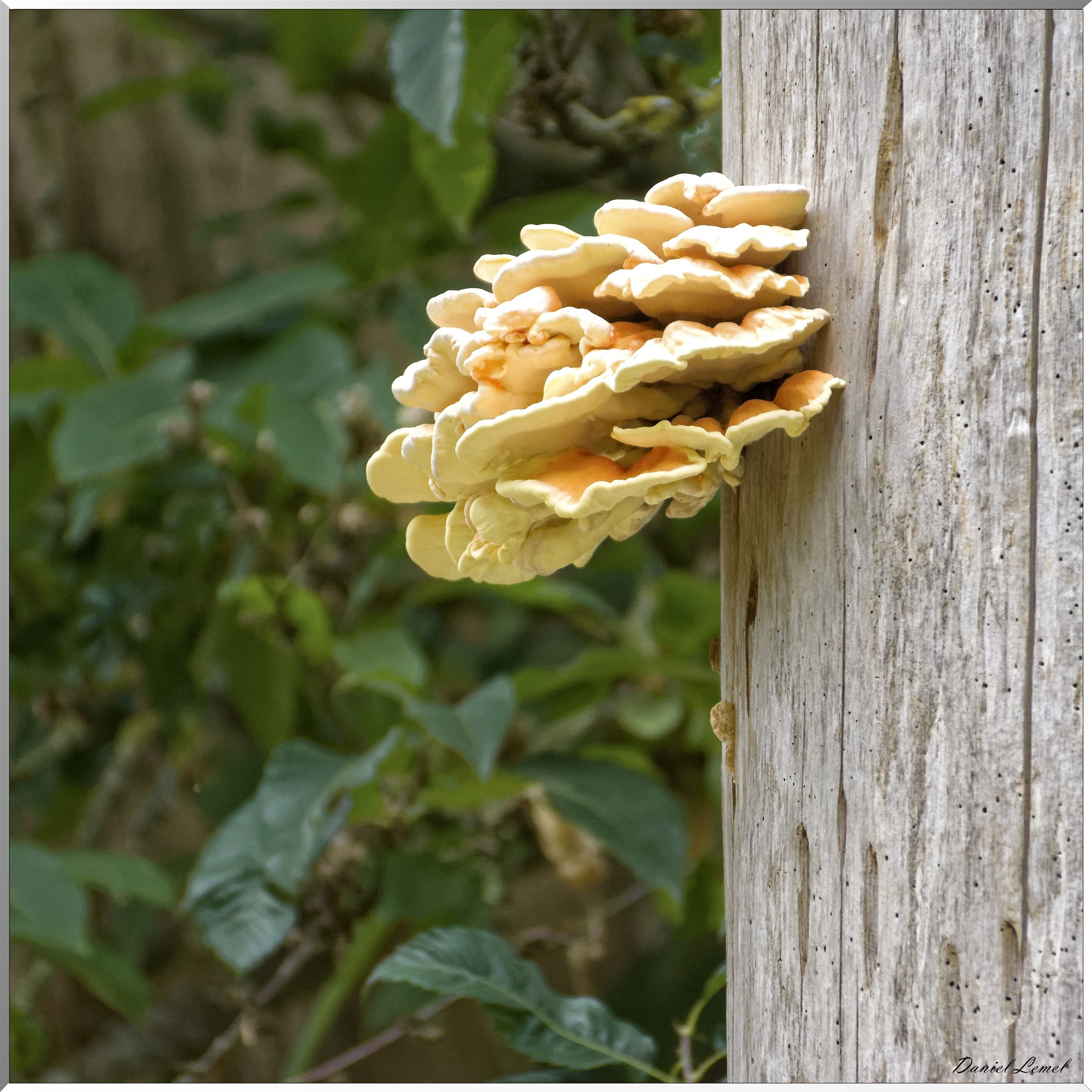 Champignon sur arbre mort