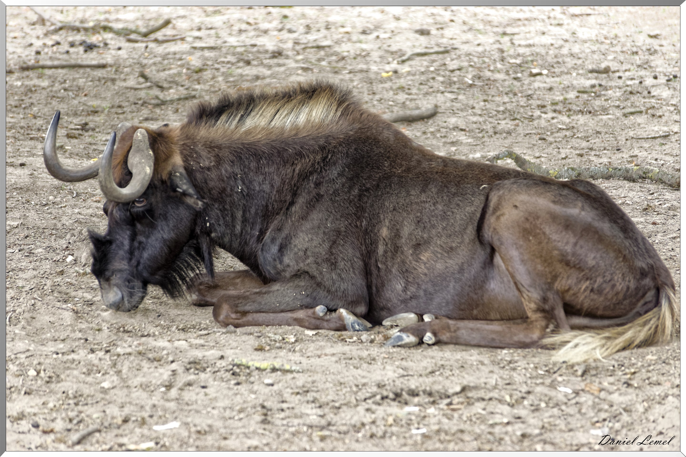 Gnous à queue blanche