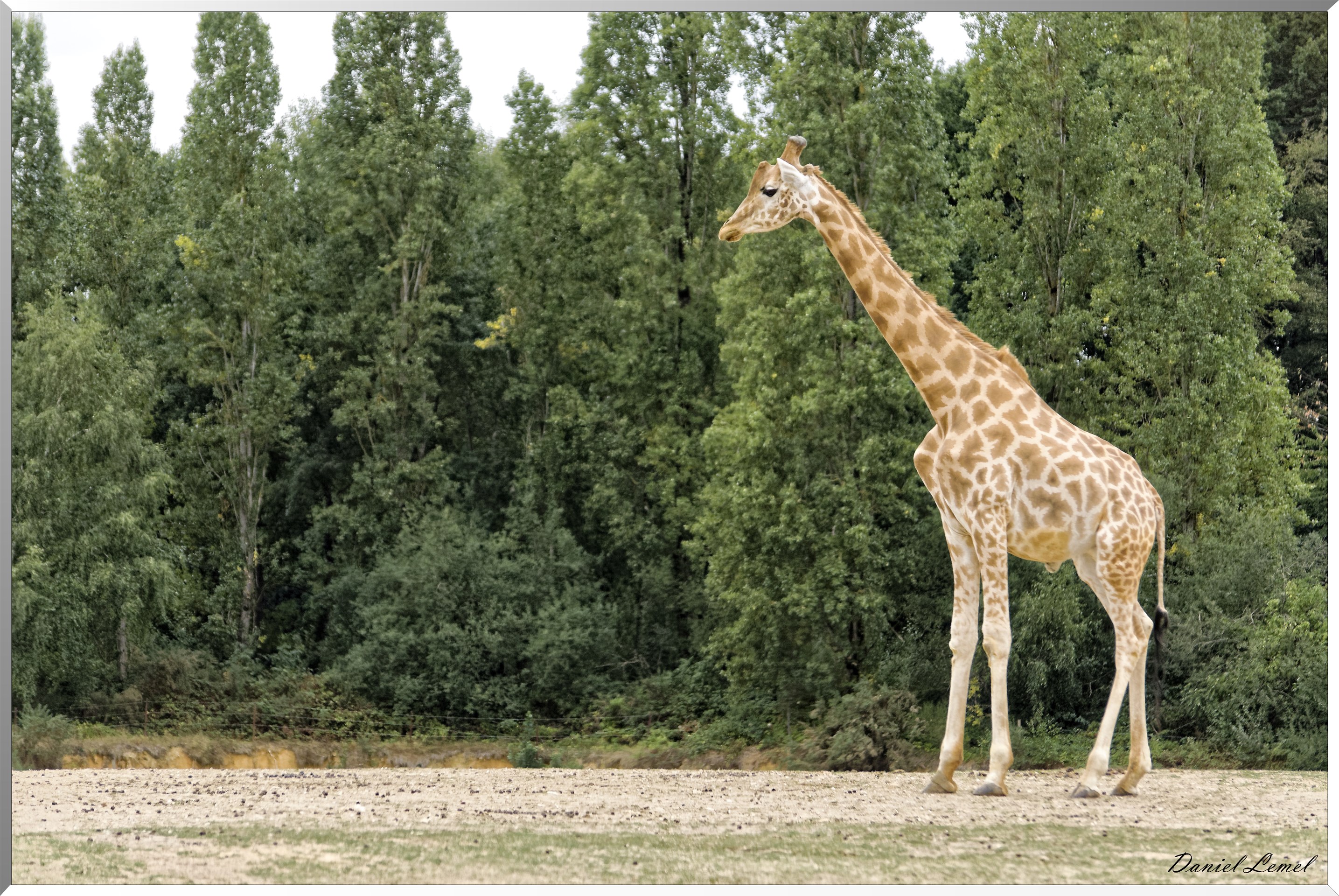 Girafe