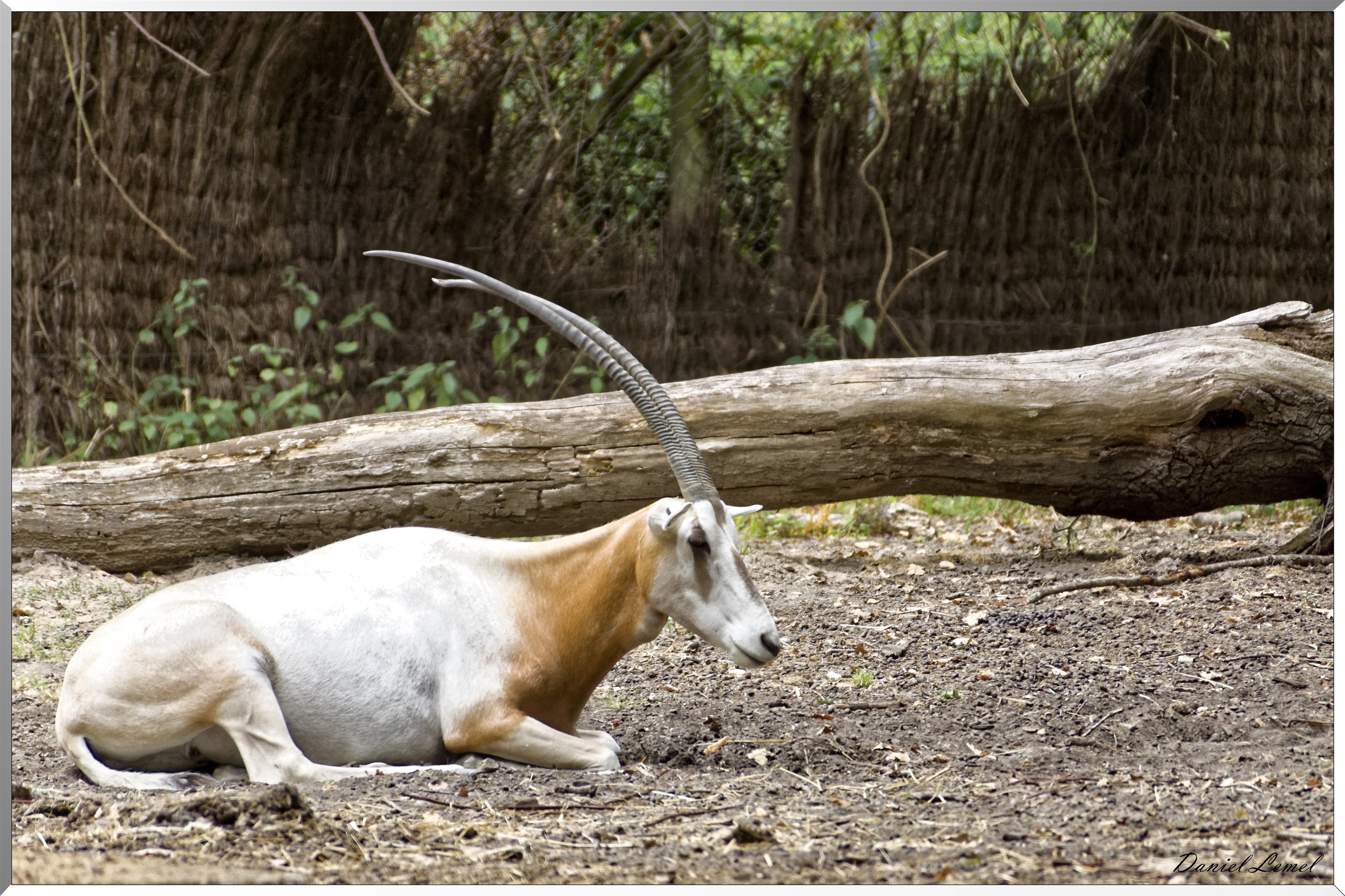 Oryx Algazelle