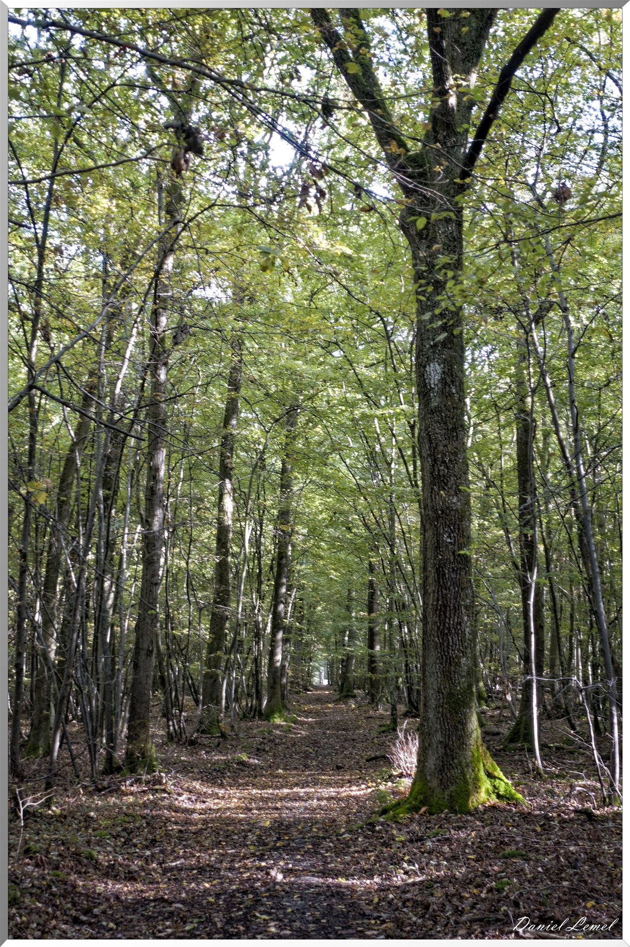 Forêt de la Roche-Guyon