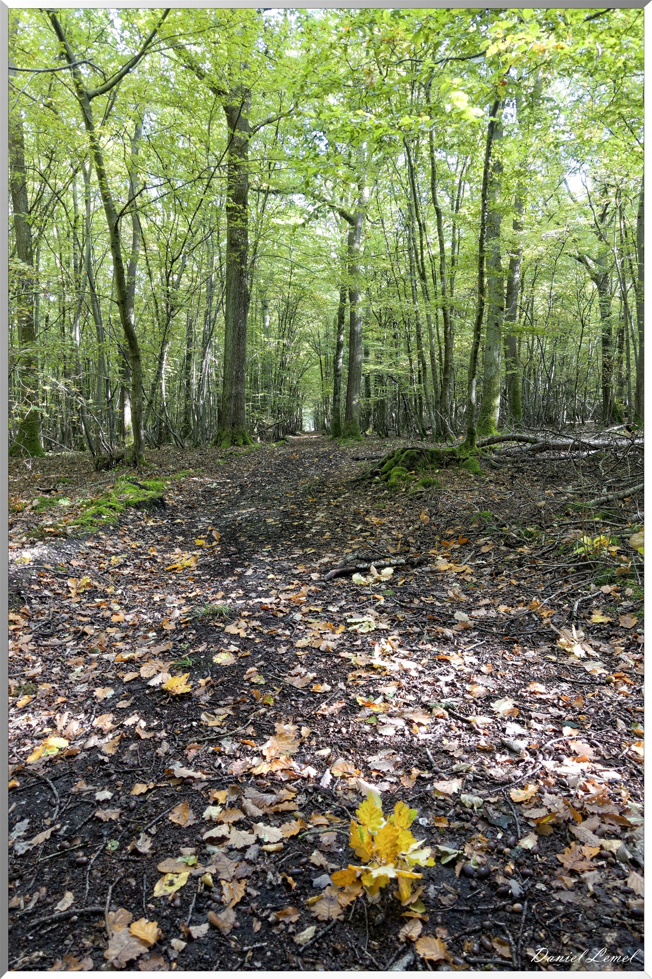 Forêt de la Roche-Guyon