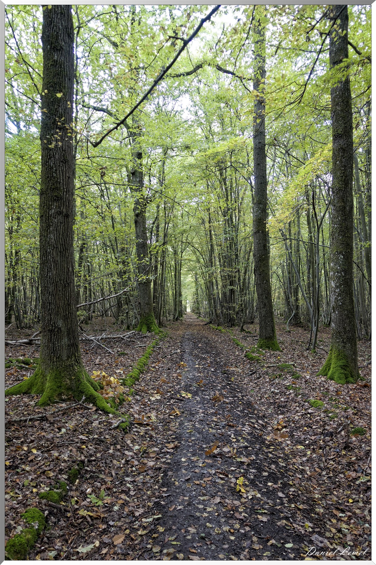 Forêt de la Roche-Guyon