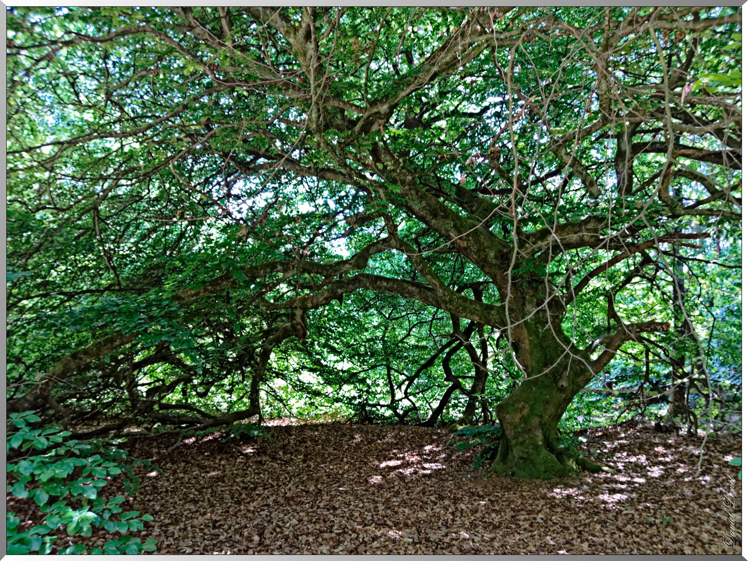 Faux de Verzy Hetre tortillard