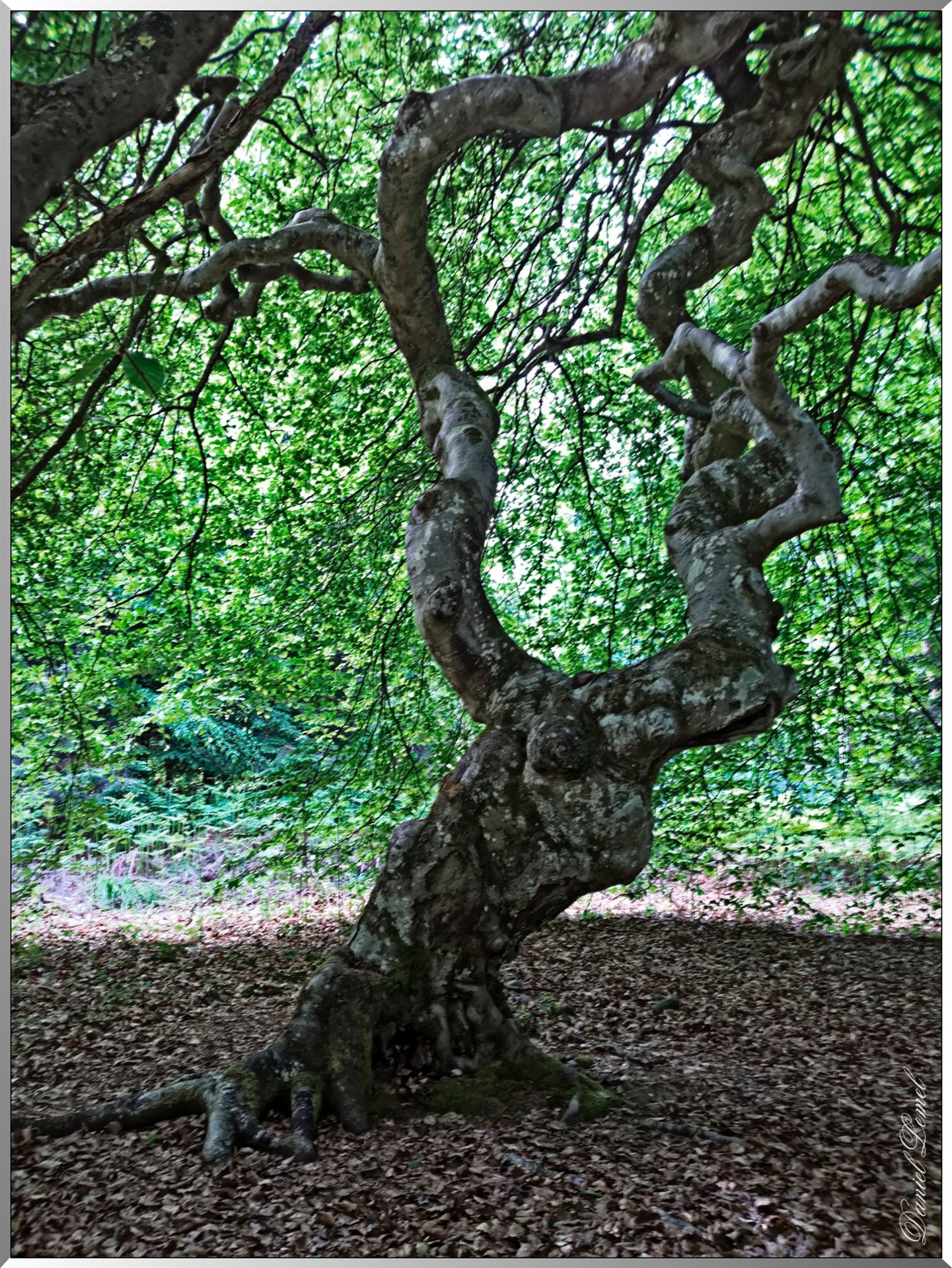 Faux de Verzy Hetre tortillard1