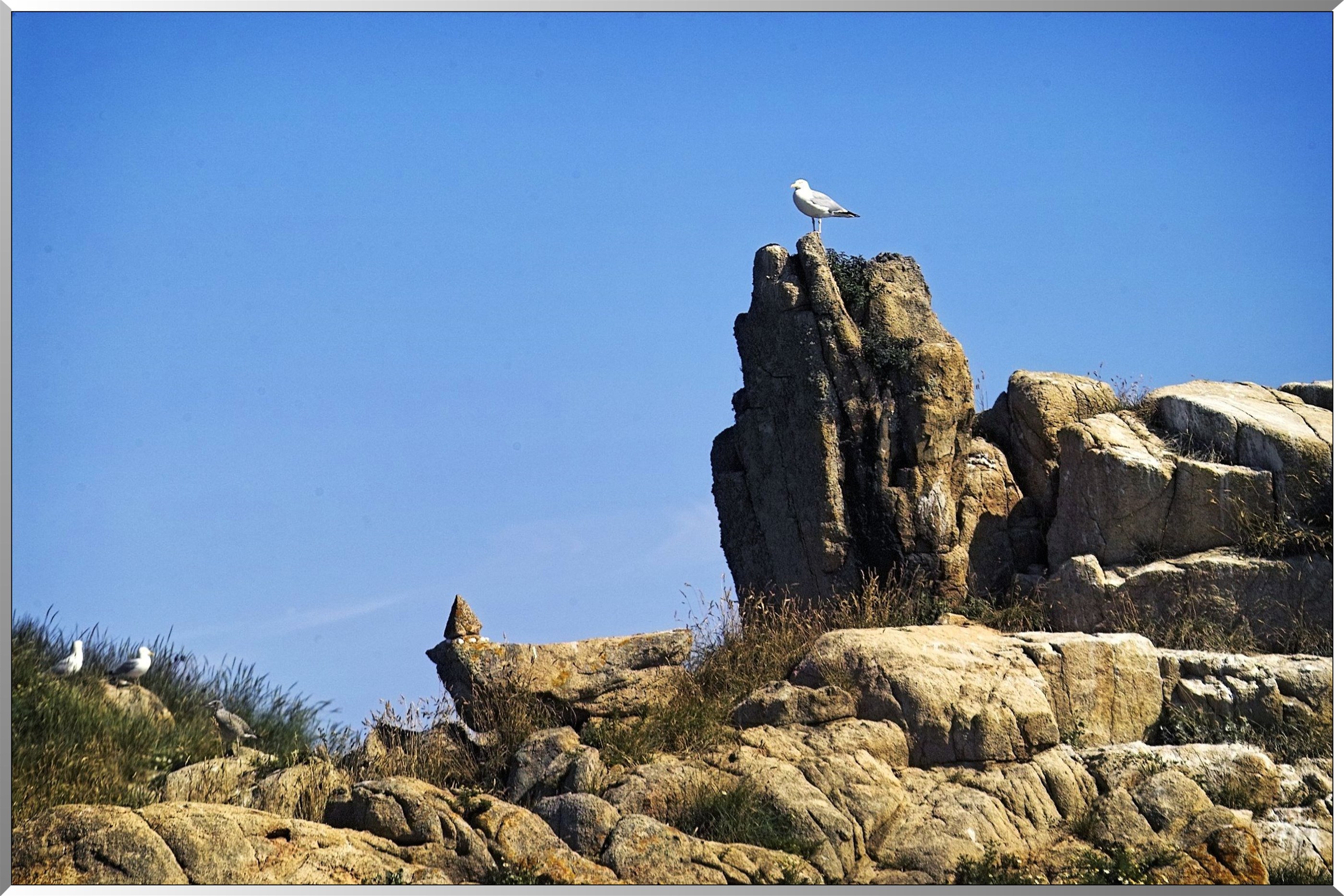 Goëland argente sur un éperon rocheux
