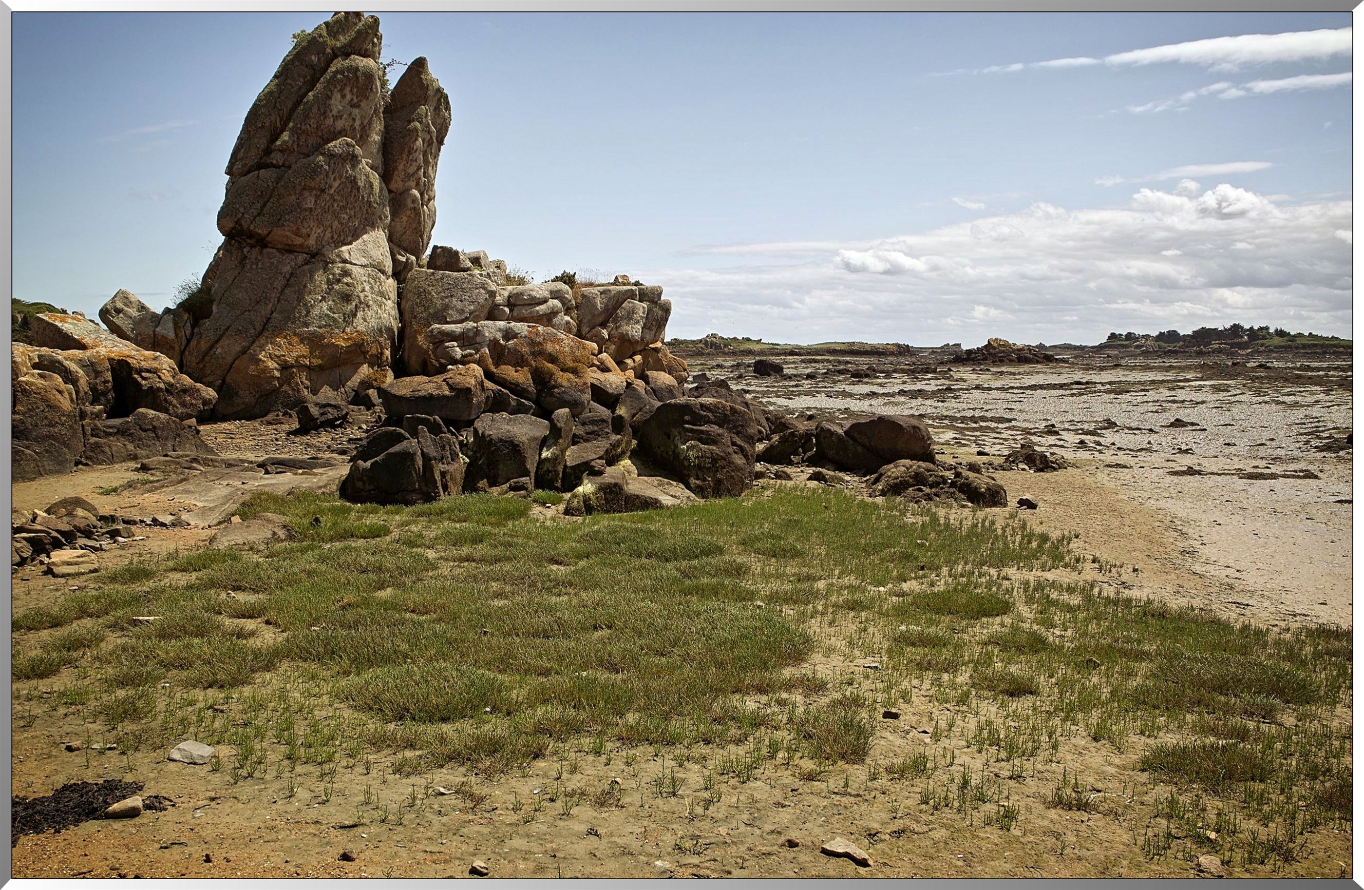 Salicorne - Côte est - Ile nord