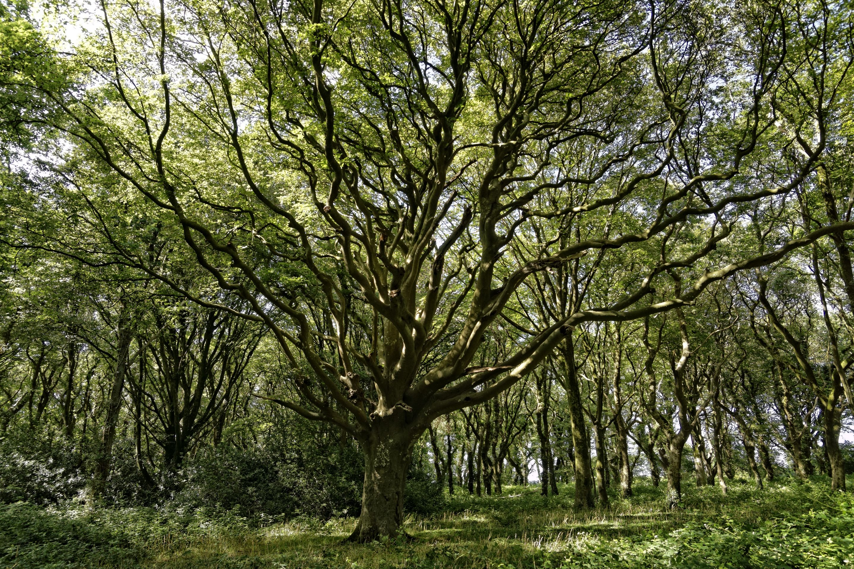 Château de Kergroadez