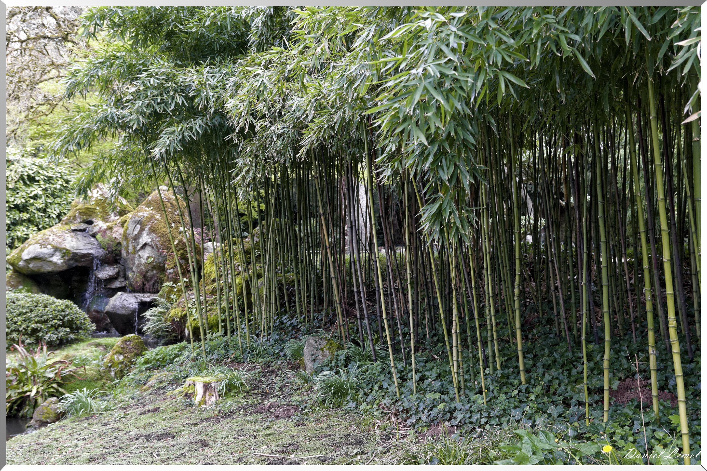 Parc Oriental de Maulévrier au printemps