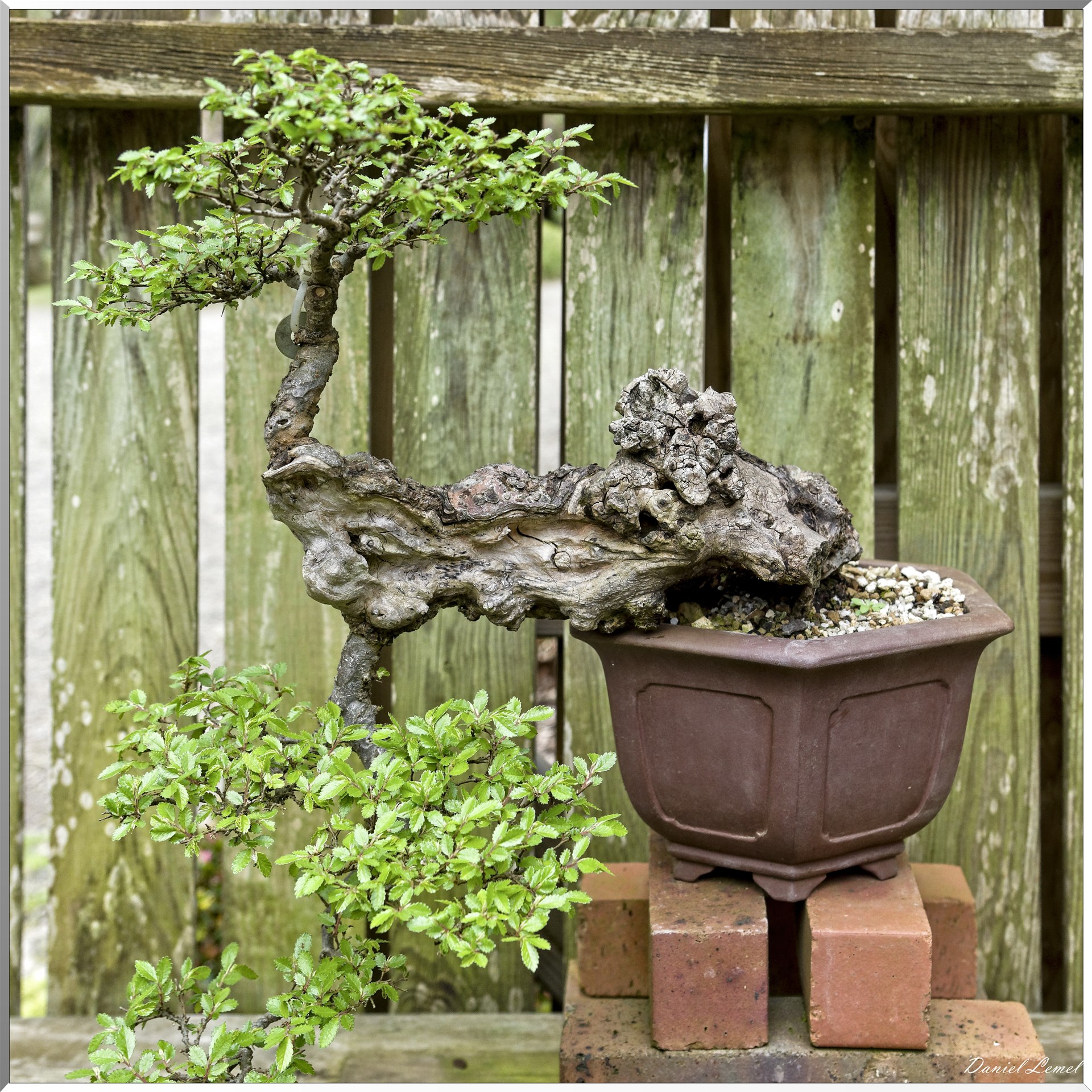 Parc Oriental de Maulévrier au printemps