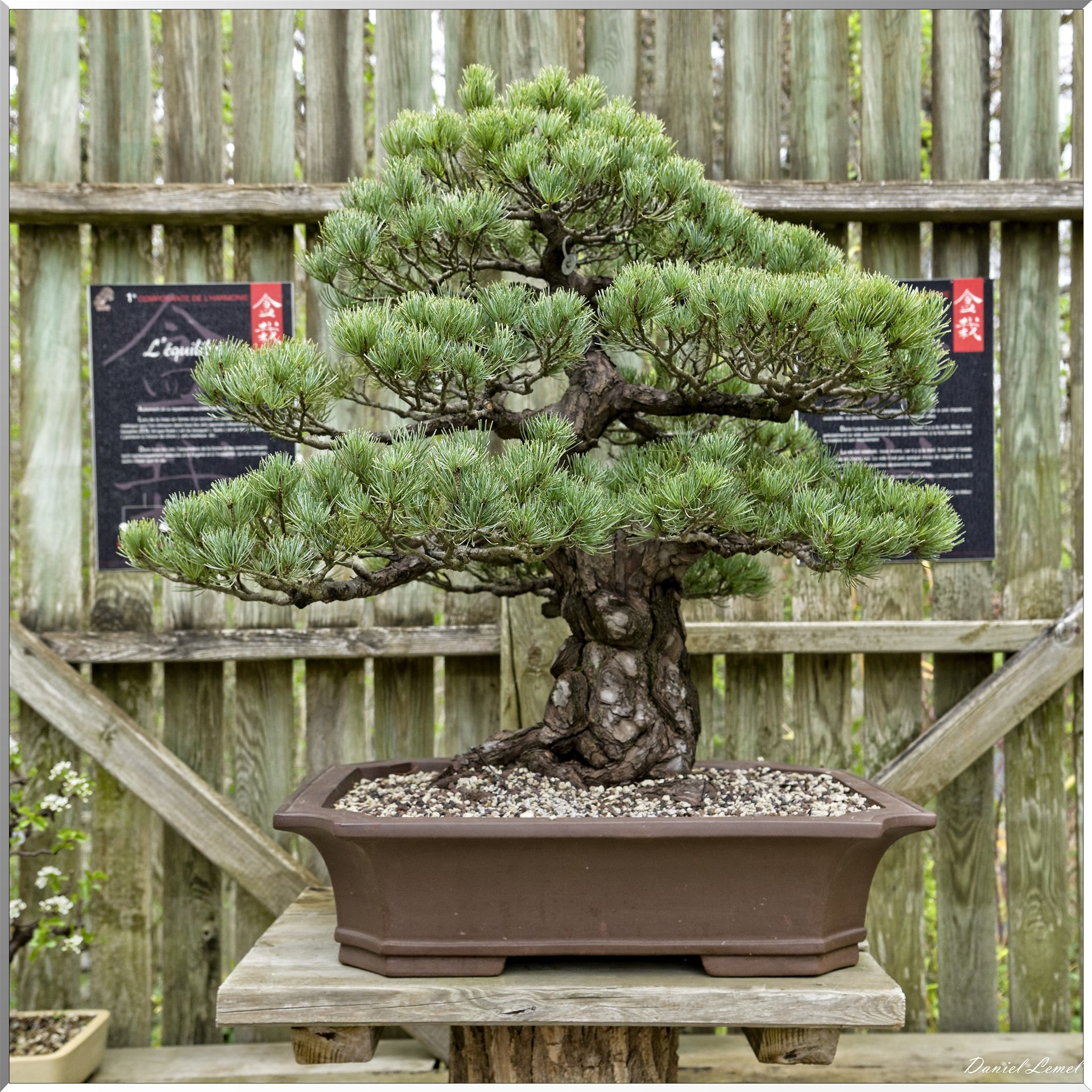 Parc Oriental de Maulévrier au printemps