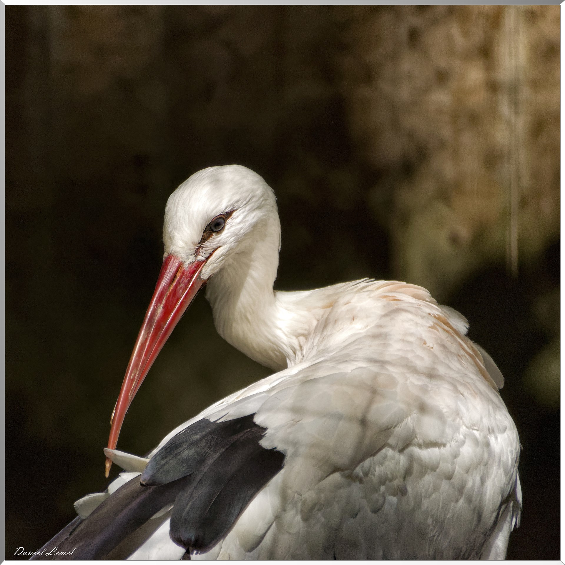 Le Bal des Oiseaux Fantômes