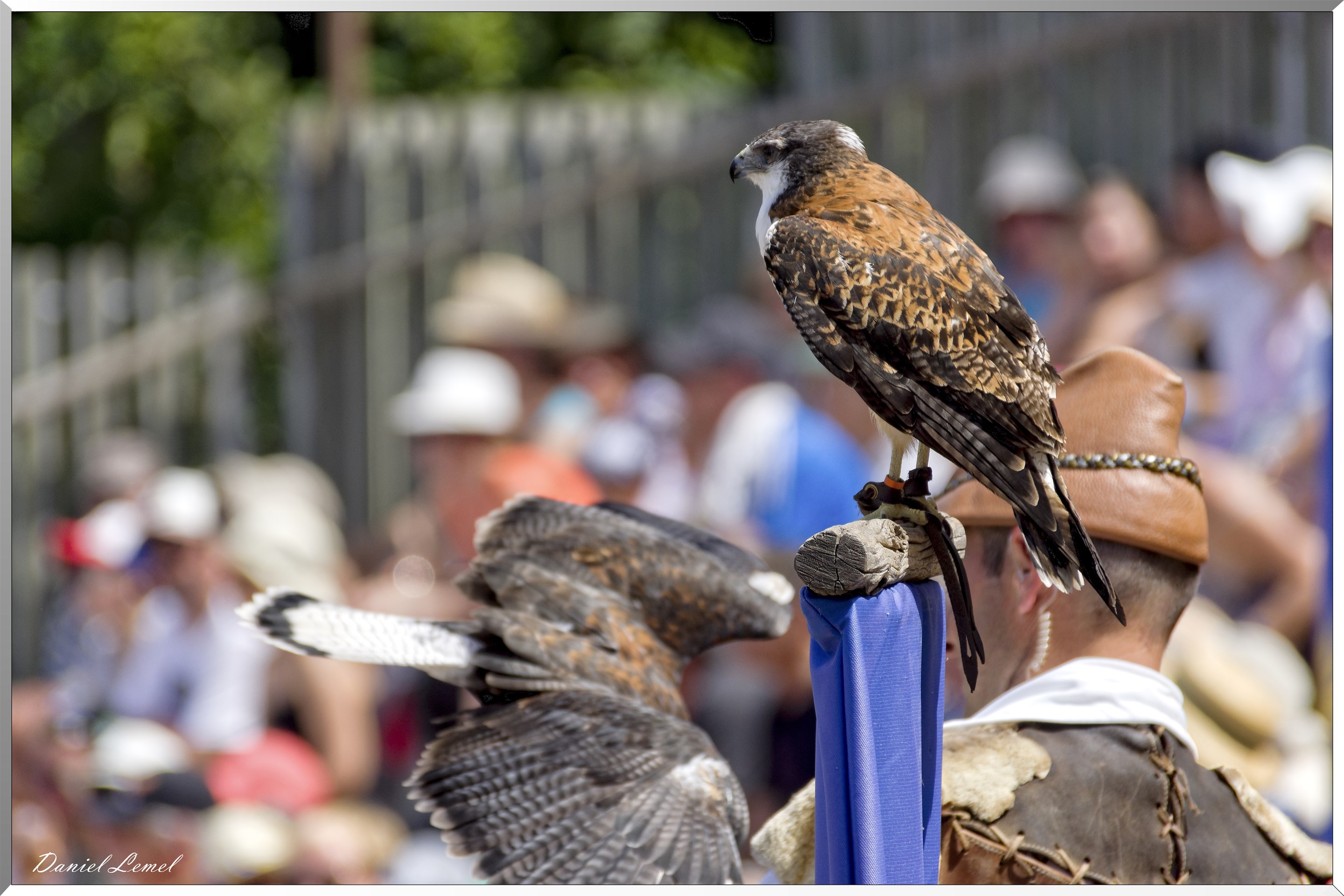 Le Bal des Oiseaux Fantômes