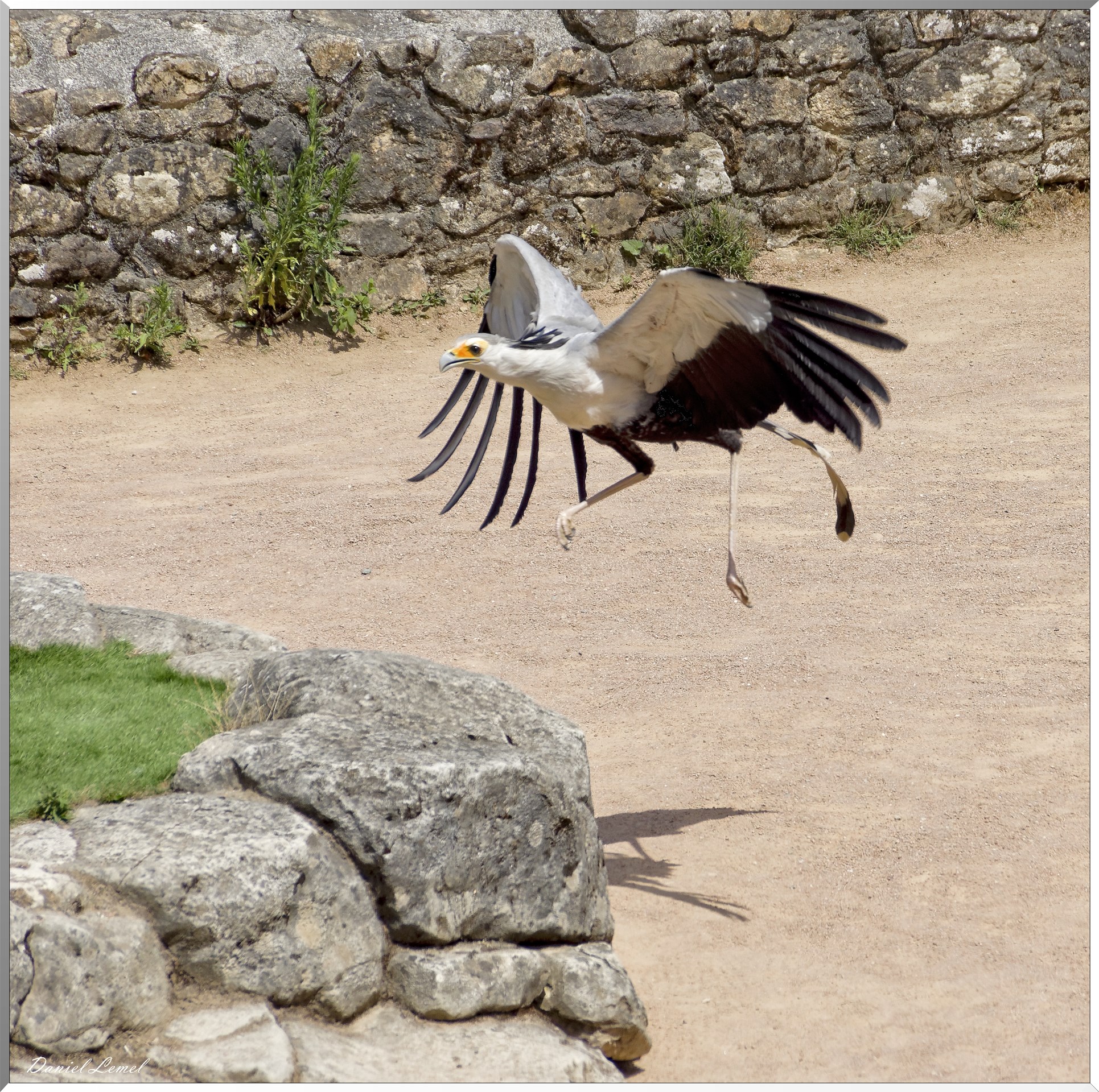 Le Bal des Oiseaux Fantômes