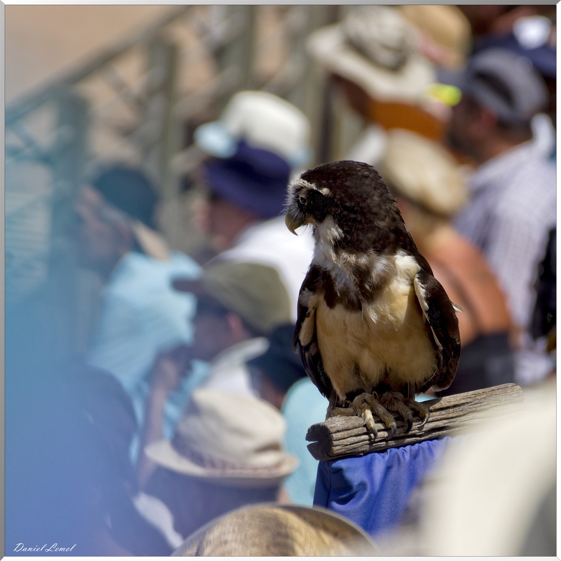 Le Bal des Oiseaux Fantômes