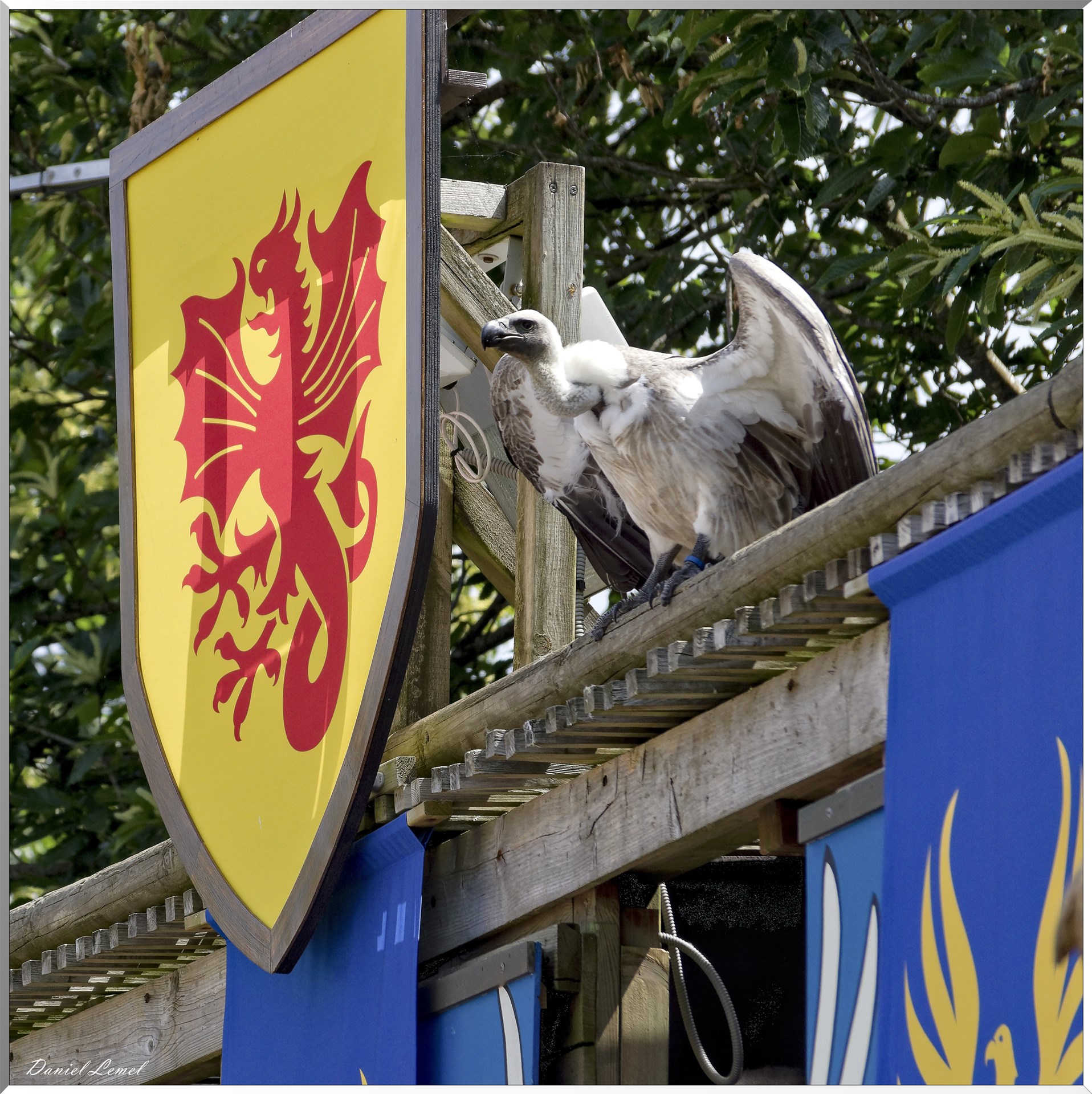 Le Bal des Oiseaux Fantômes