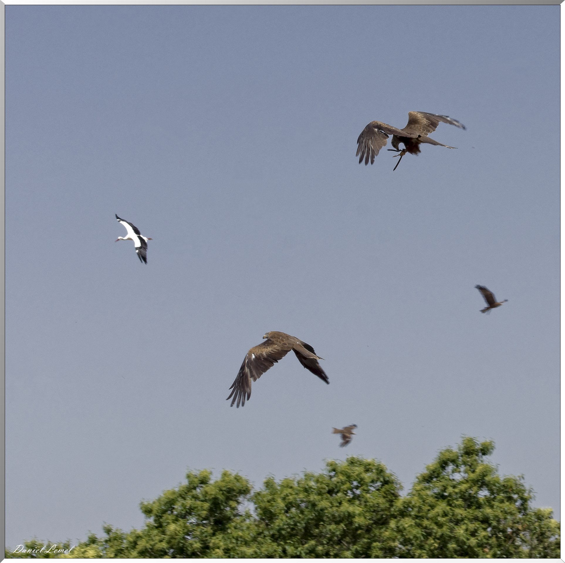 Le Bal des Oiseaux Fantômes
