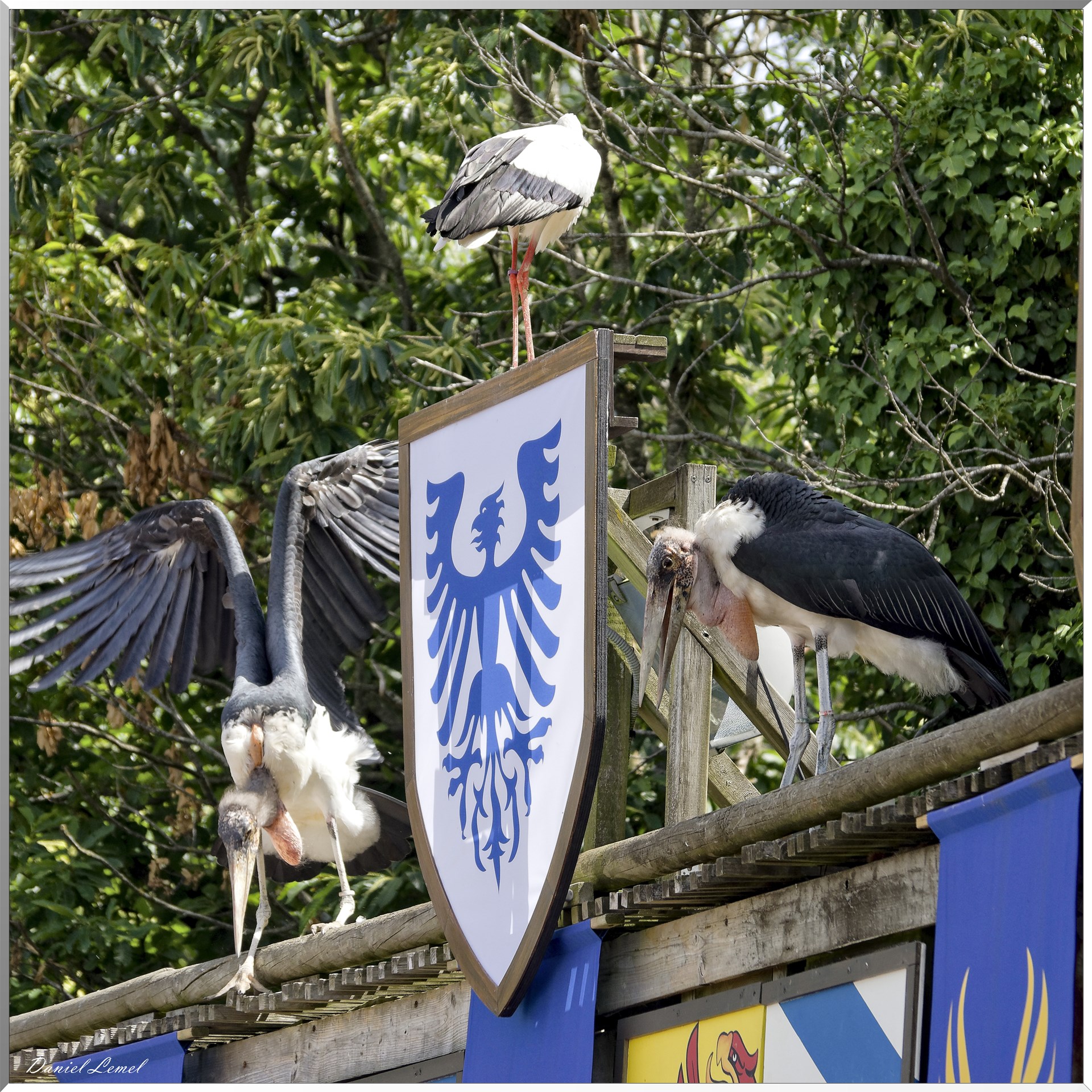 Le Bal des Oiseaux Fantômes
