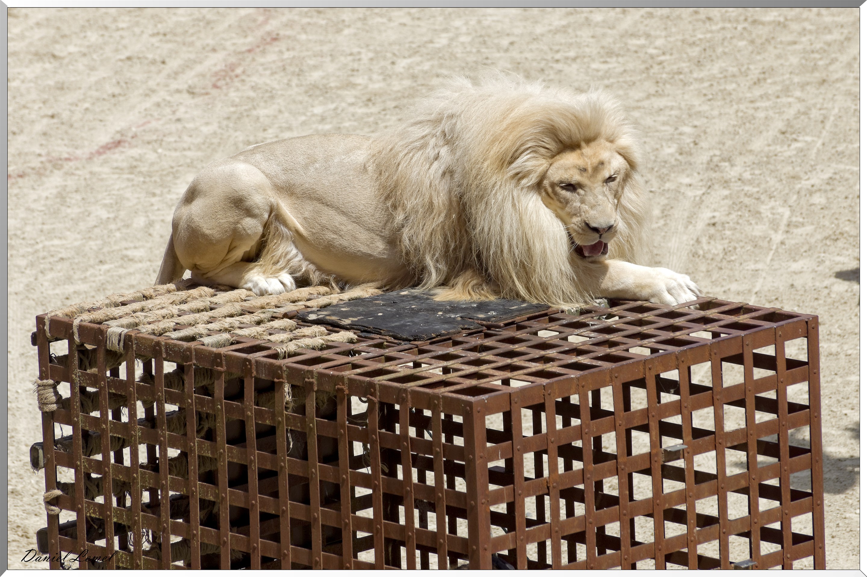 Le Signe du Triomphe