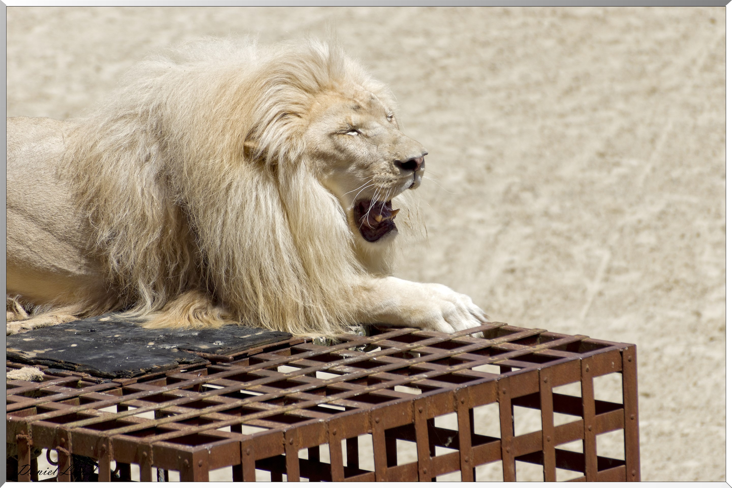 Le Signe du Triomphe