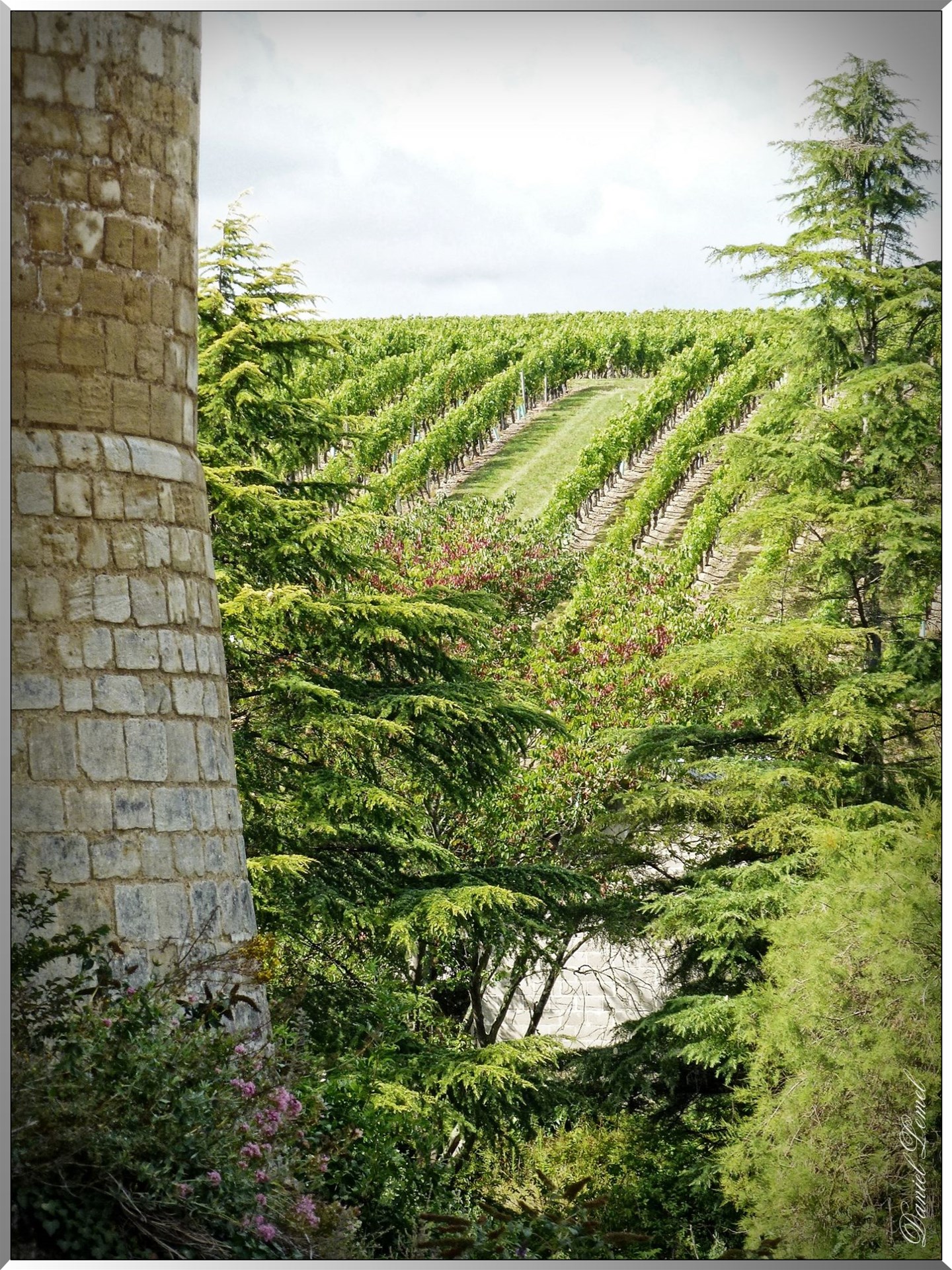 Vignoble chinon