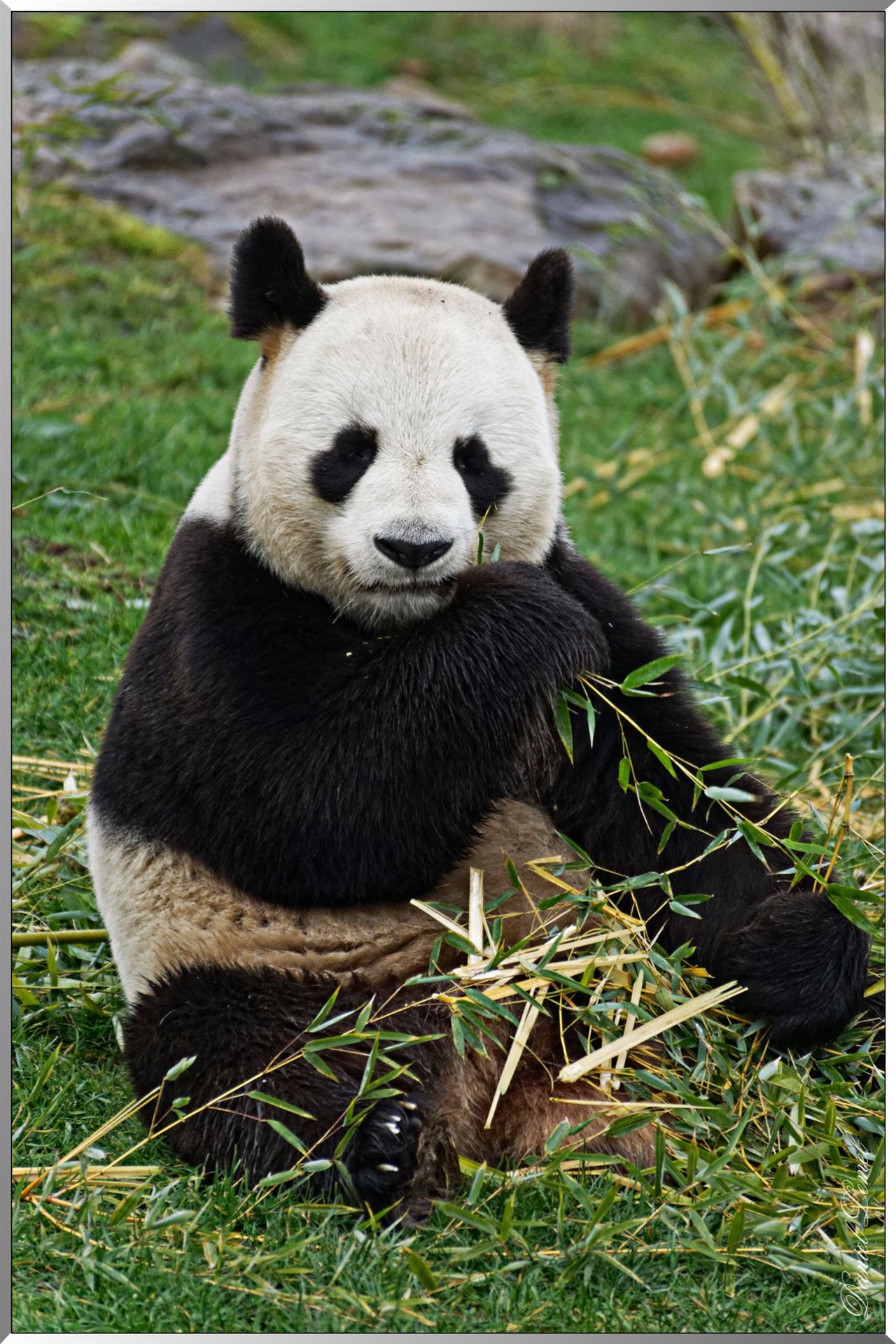 Panda géant