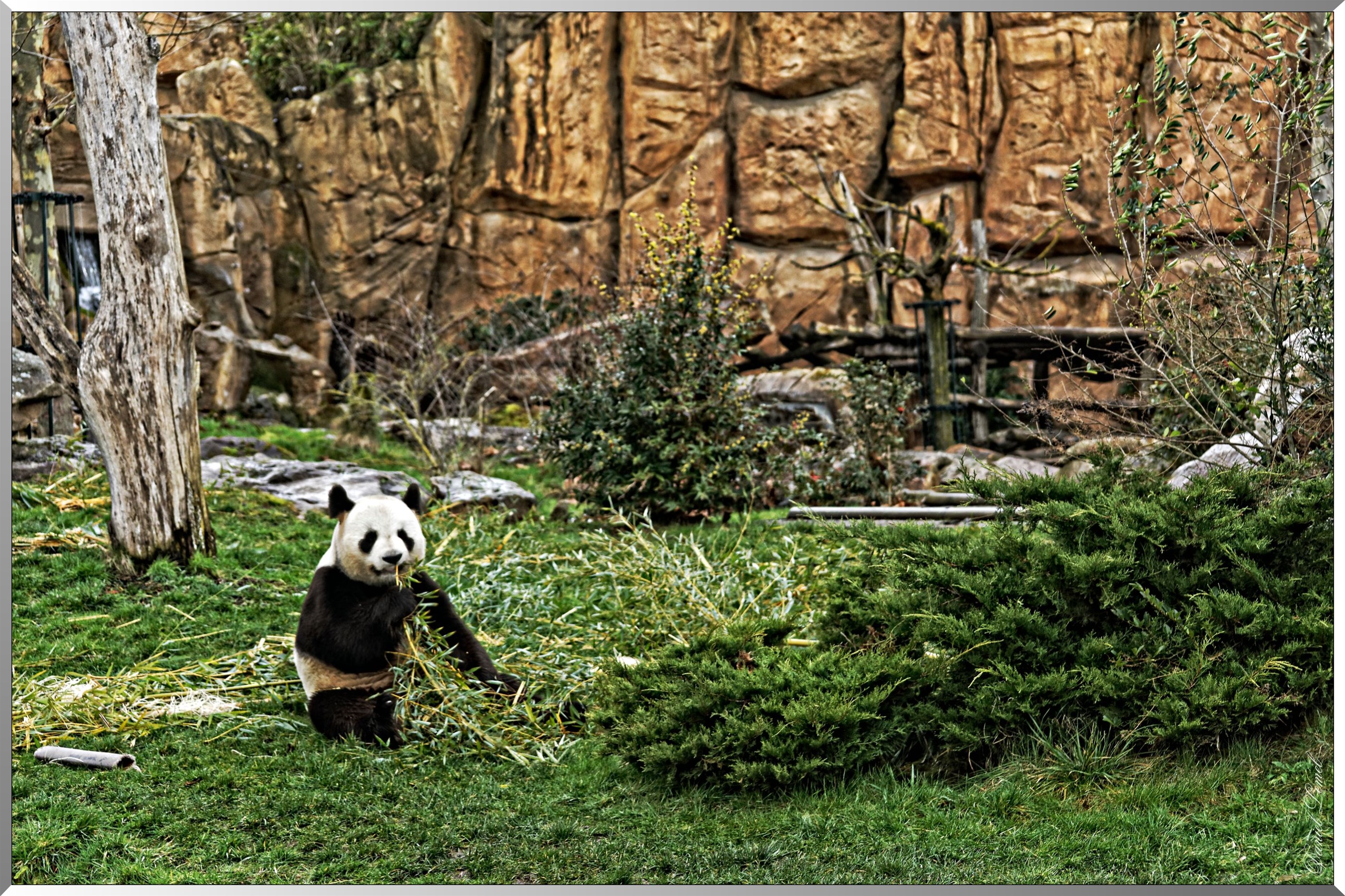 Panda géant dans son environnement