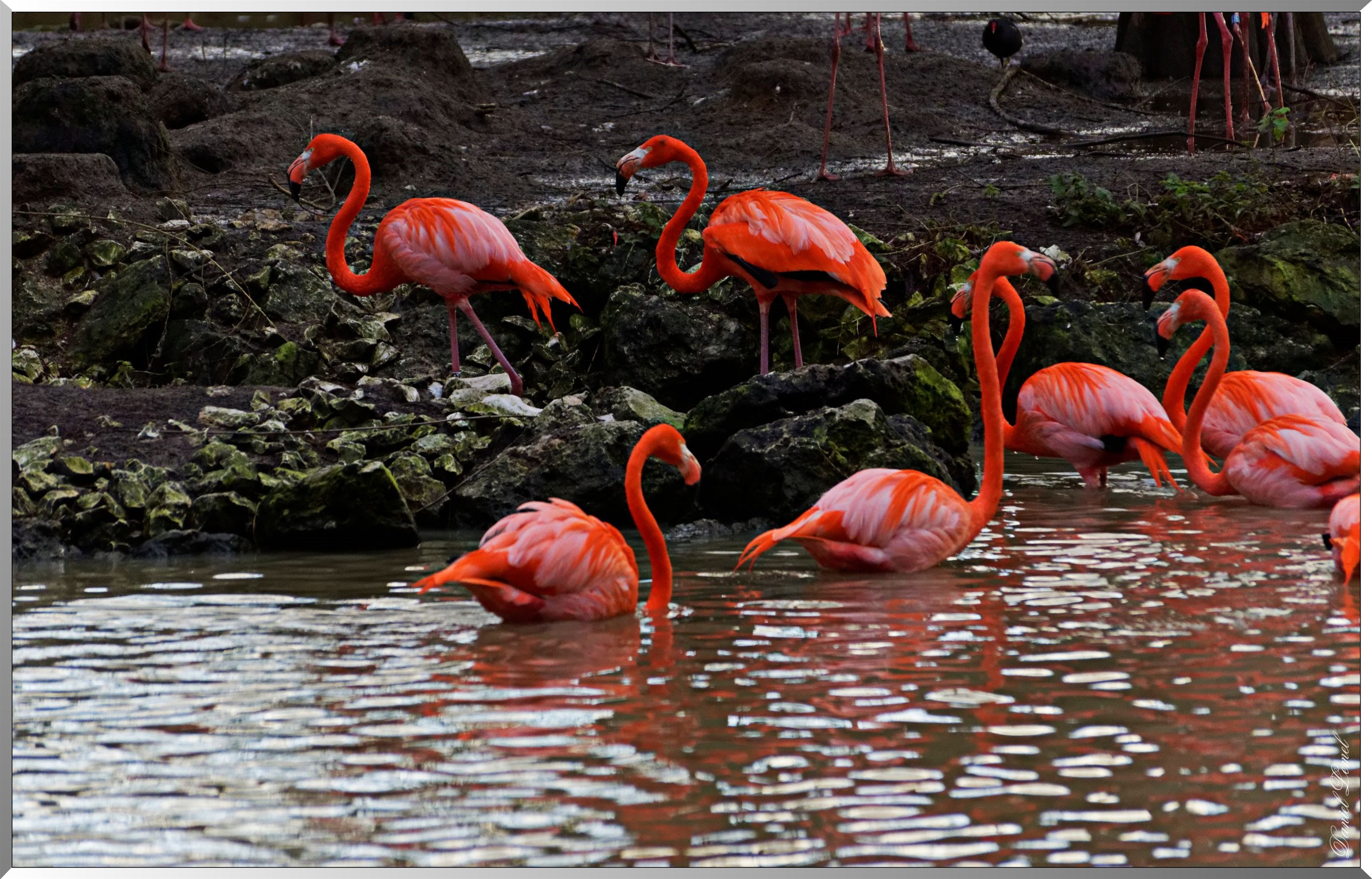 Flamants roses