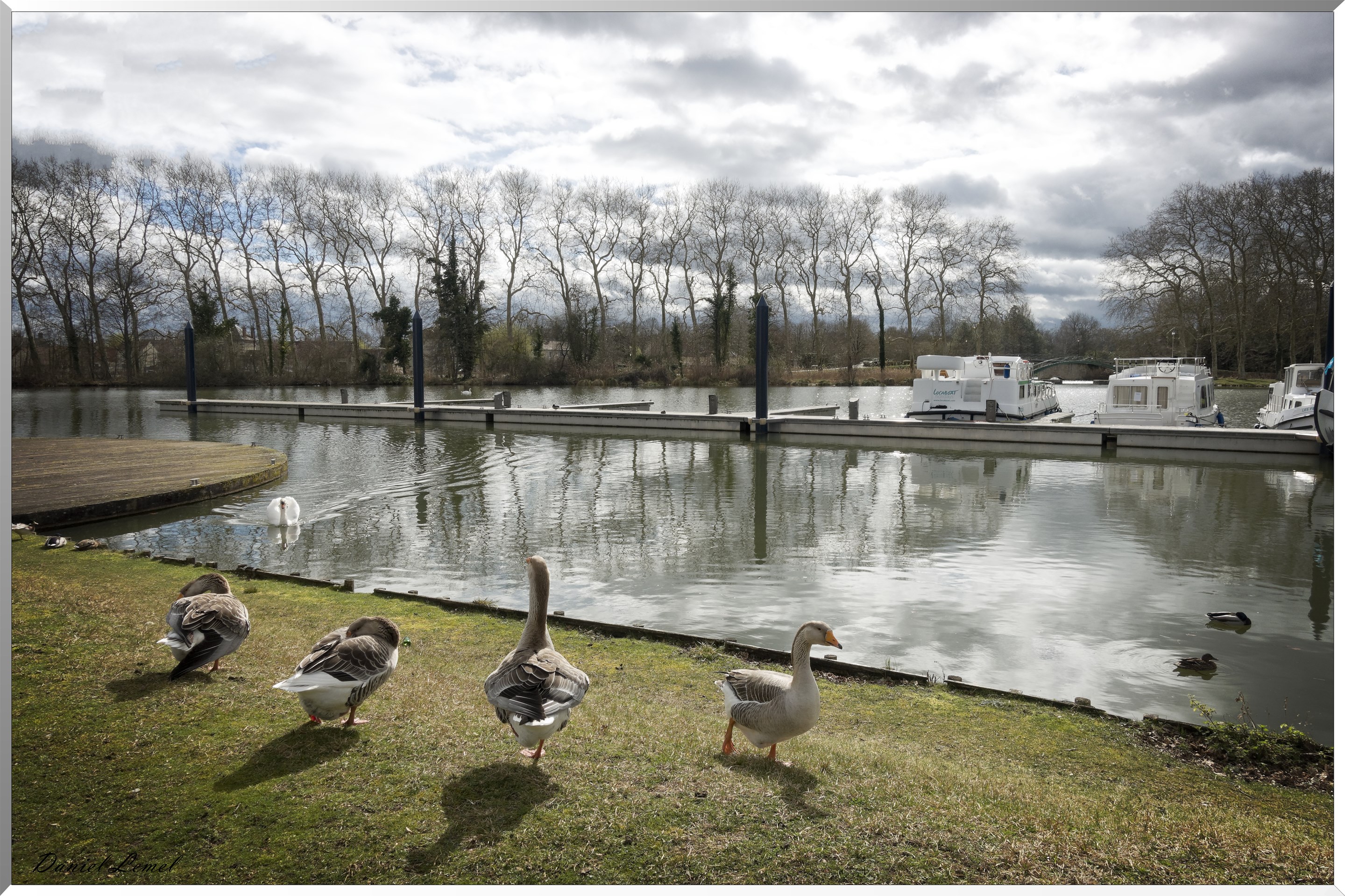 Canal de Briare - Oies