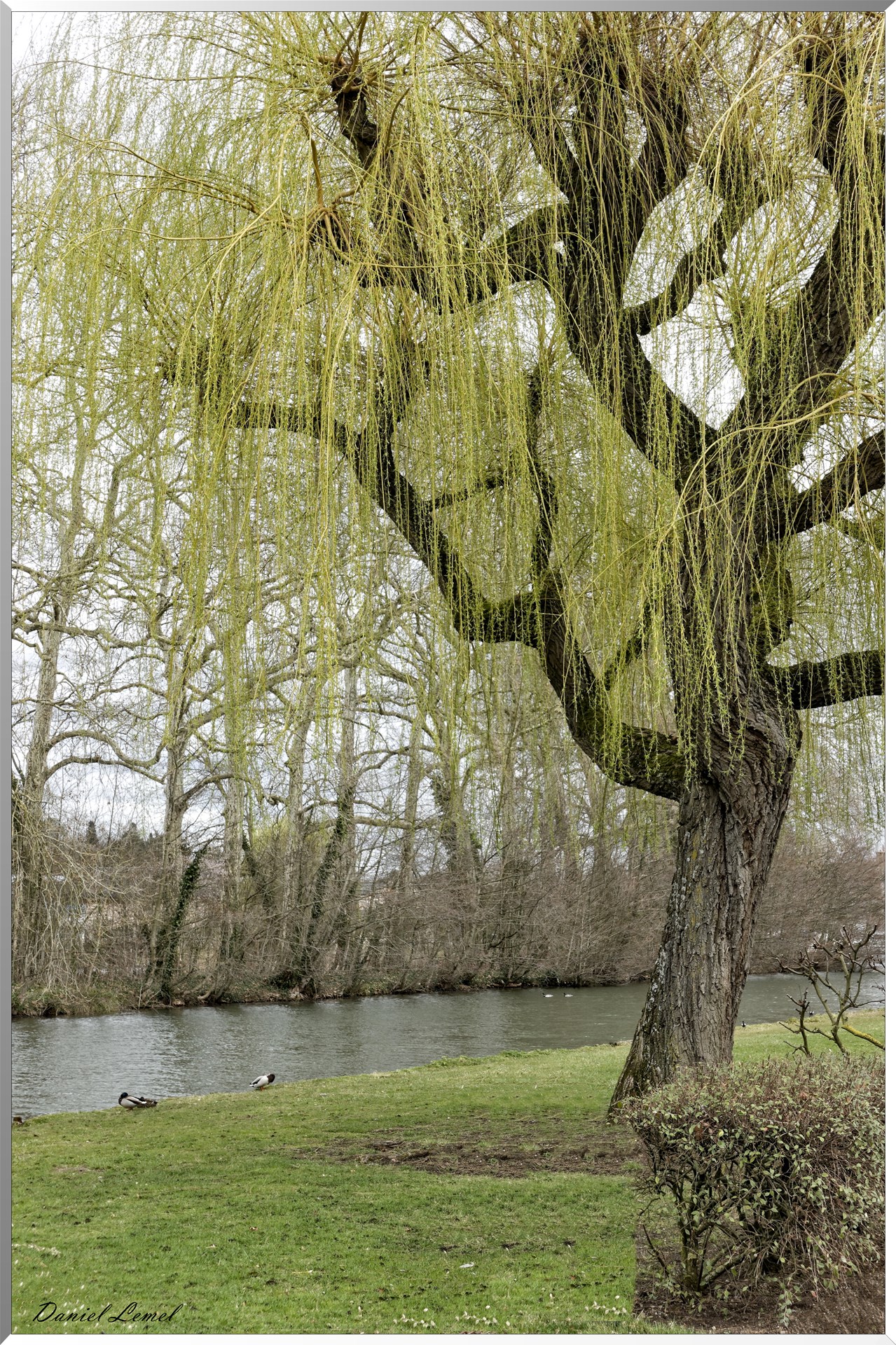 Arbre sur le canal