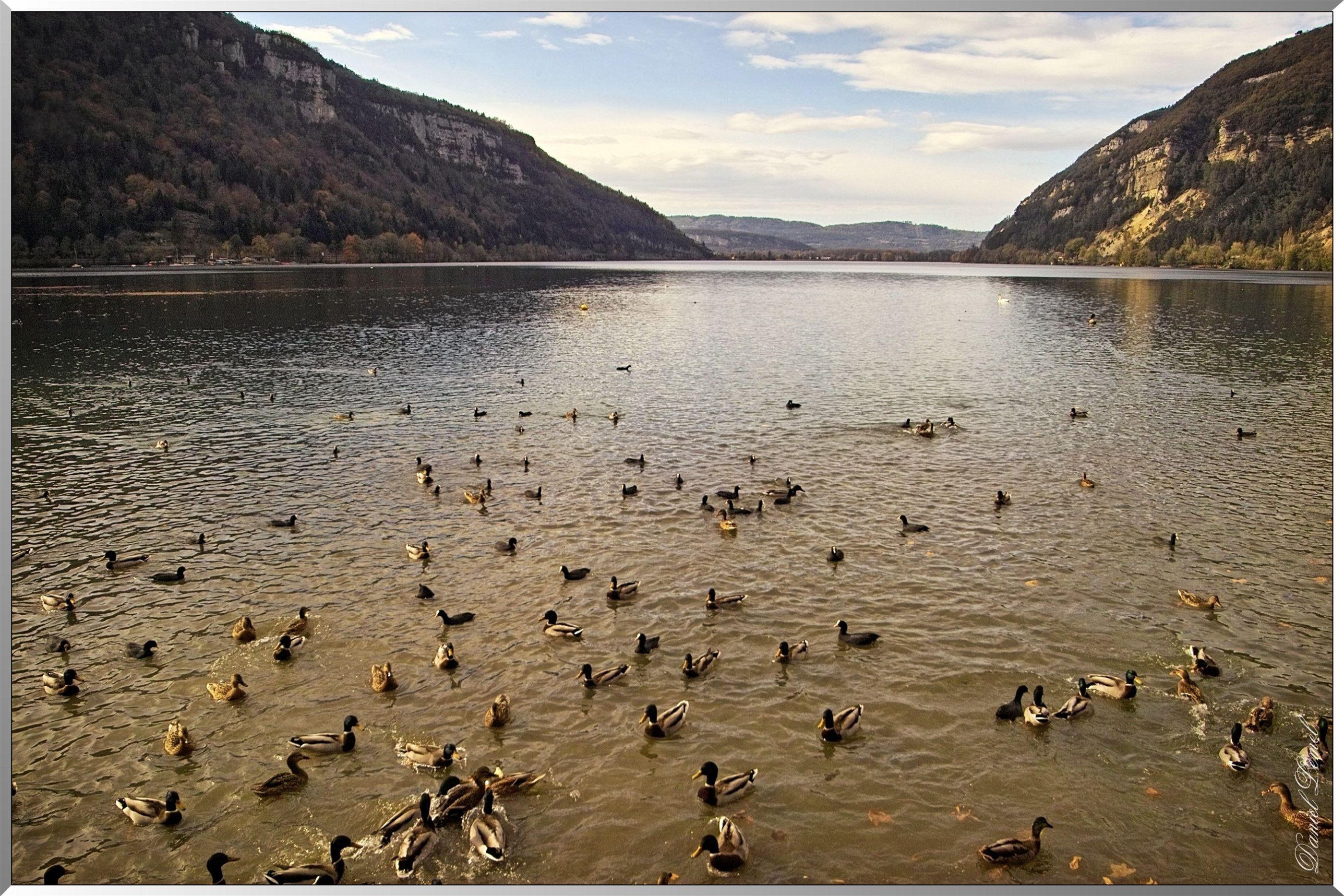 Lac et Canards