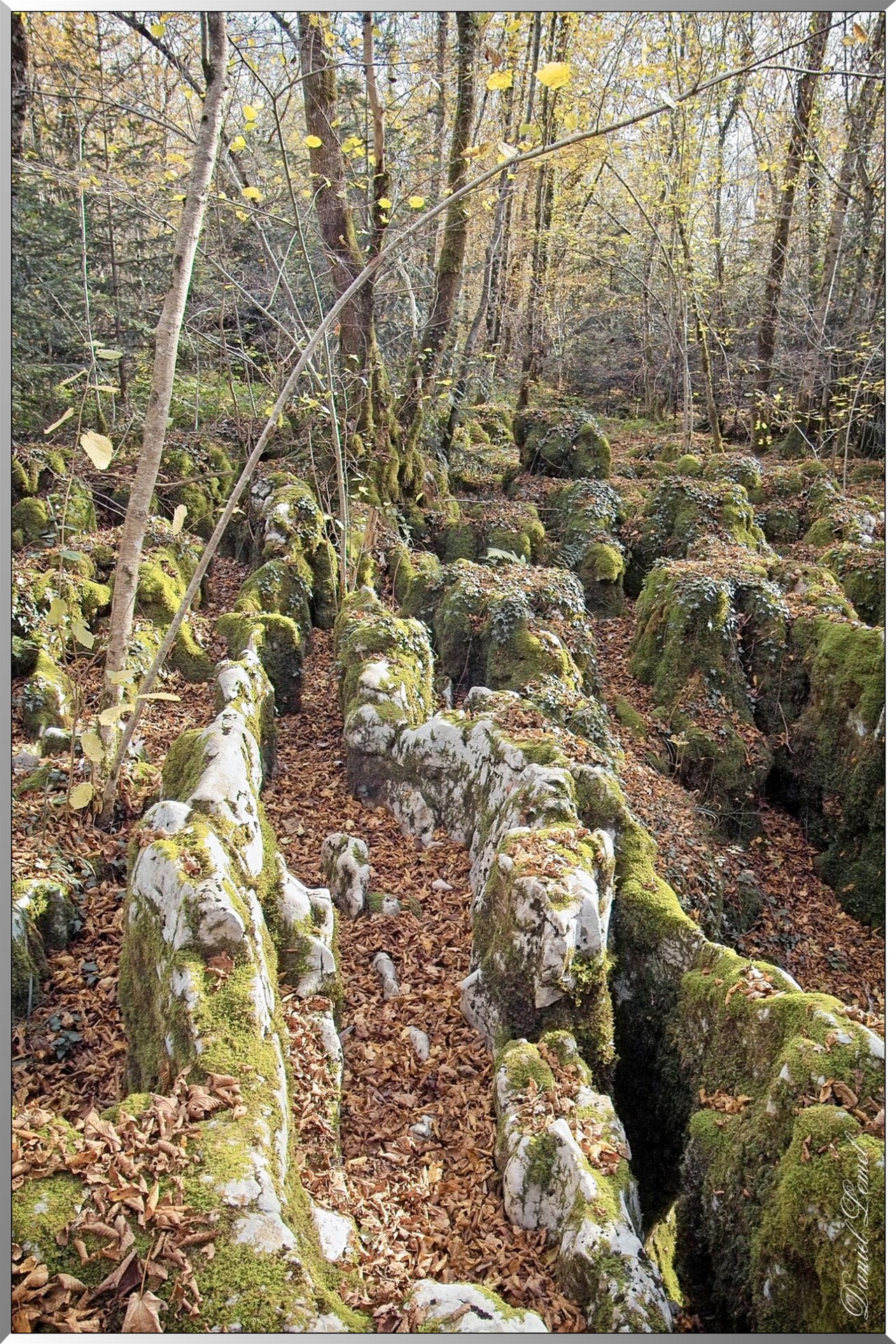 Forêt des Moidons - Lapiaz