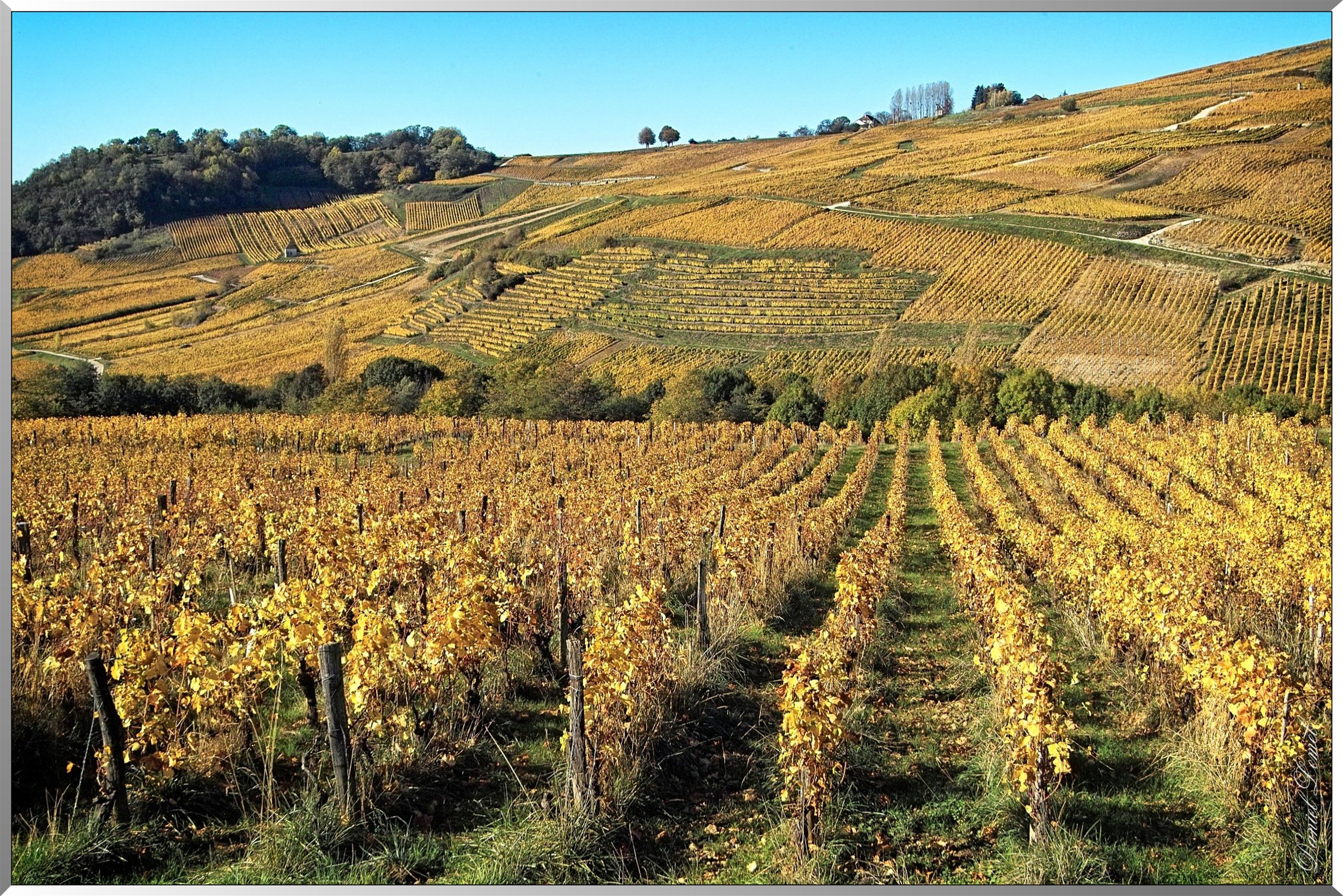 Vignobles de Château-Chalon