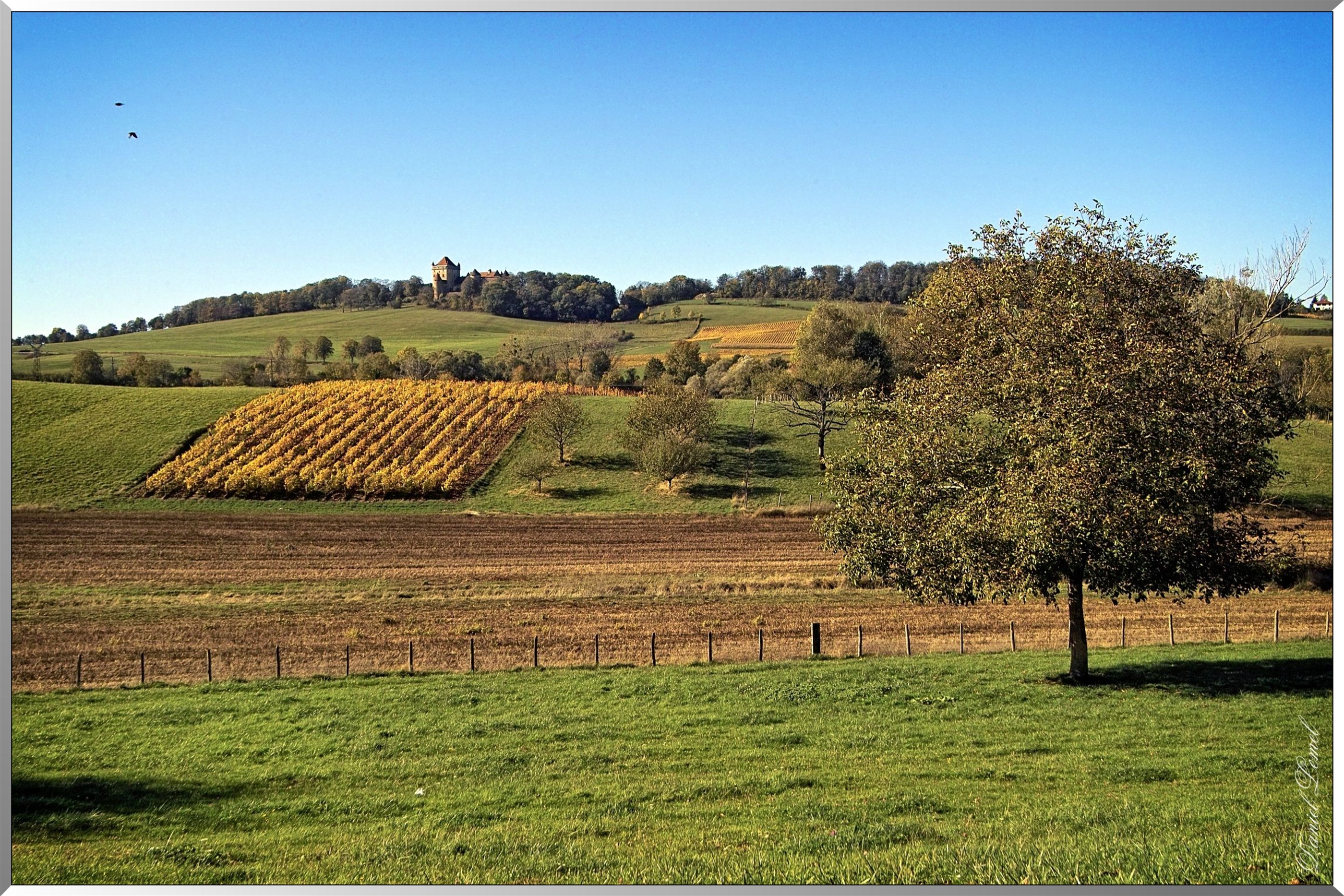 Vignobles de Château-Chalon