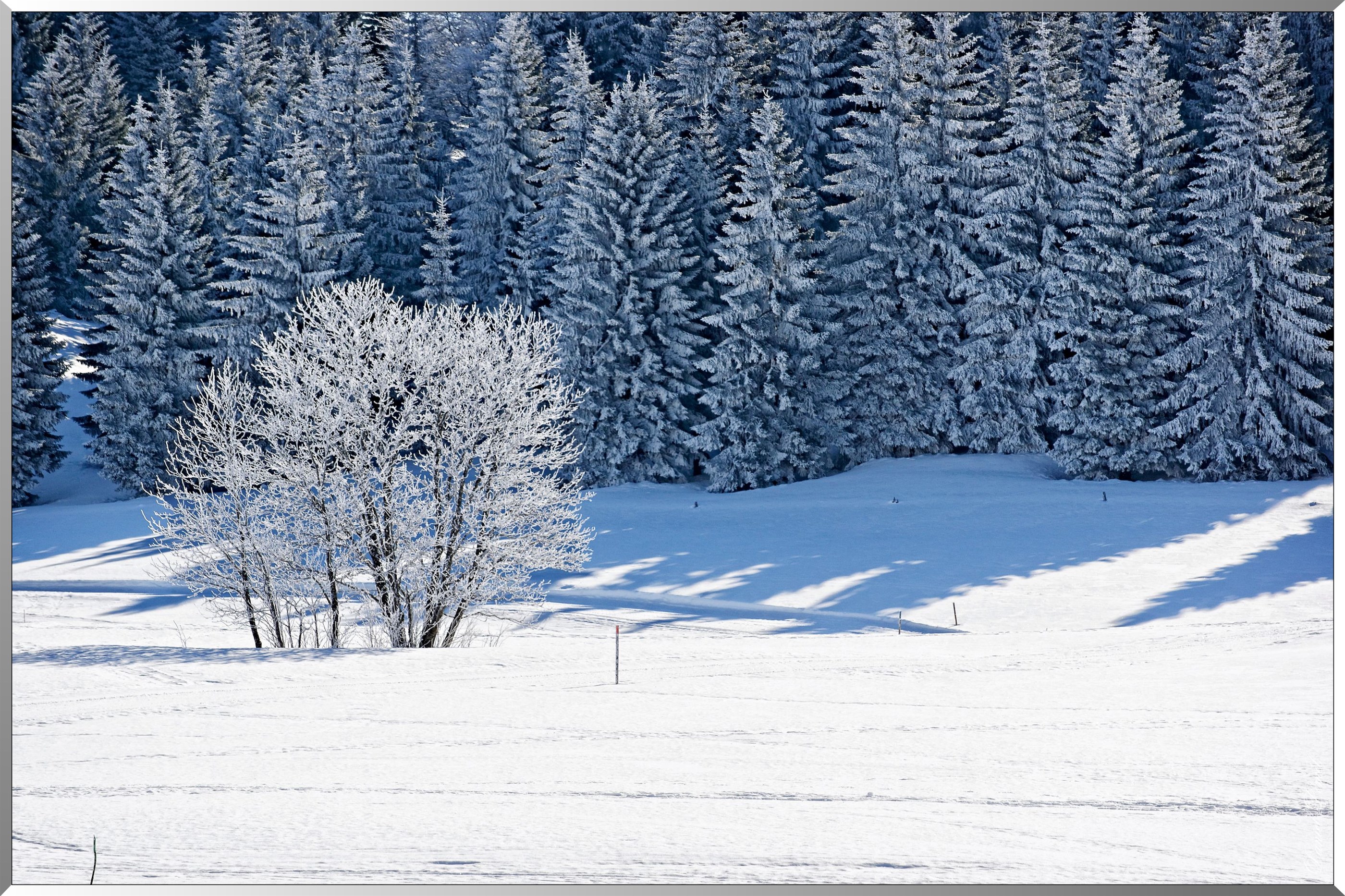 Arbres enneigés