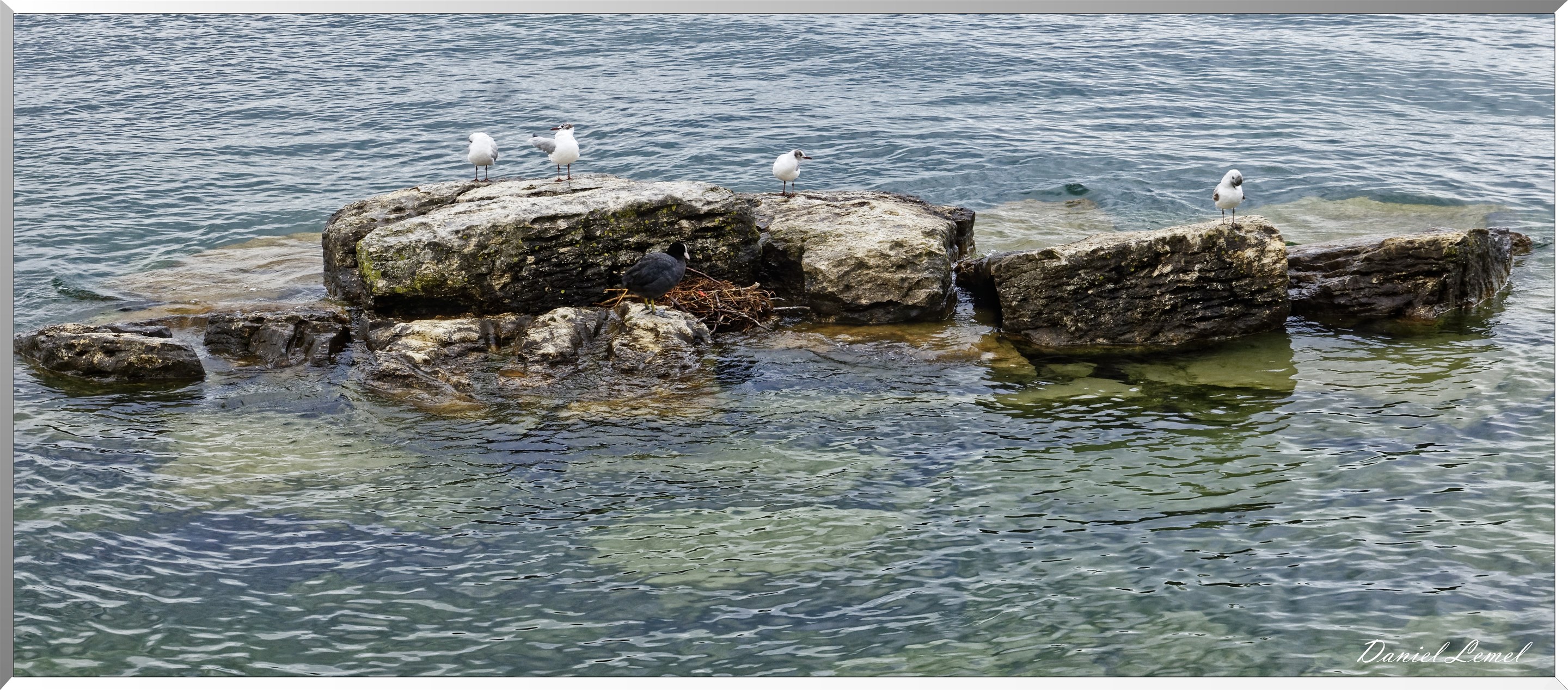 Foulque Macroule et mouettes sur le lac
