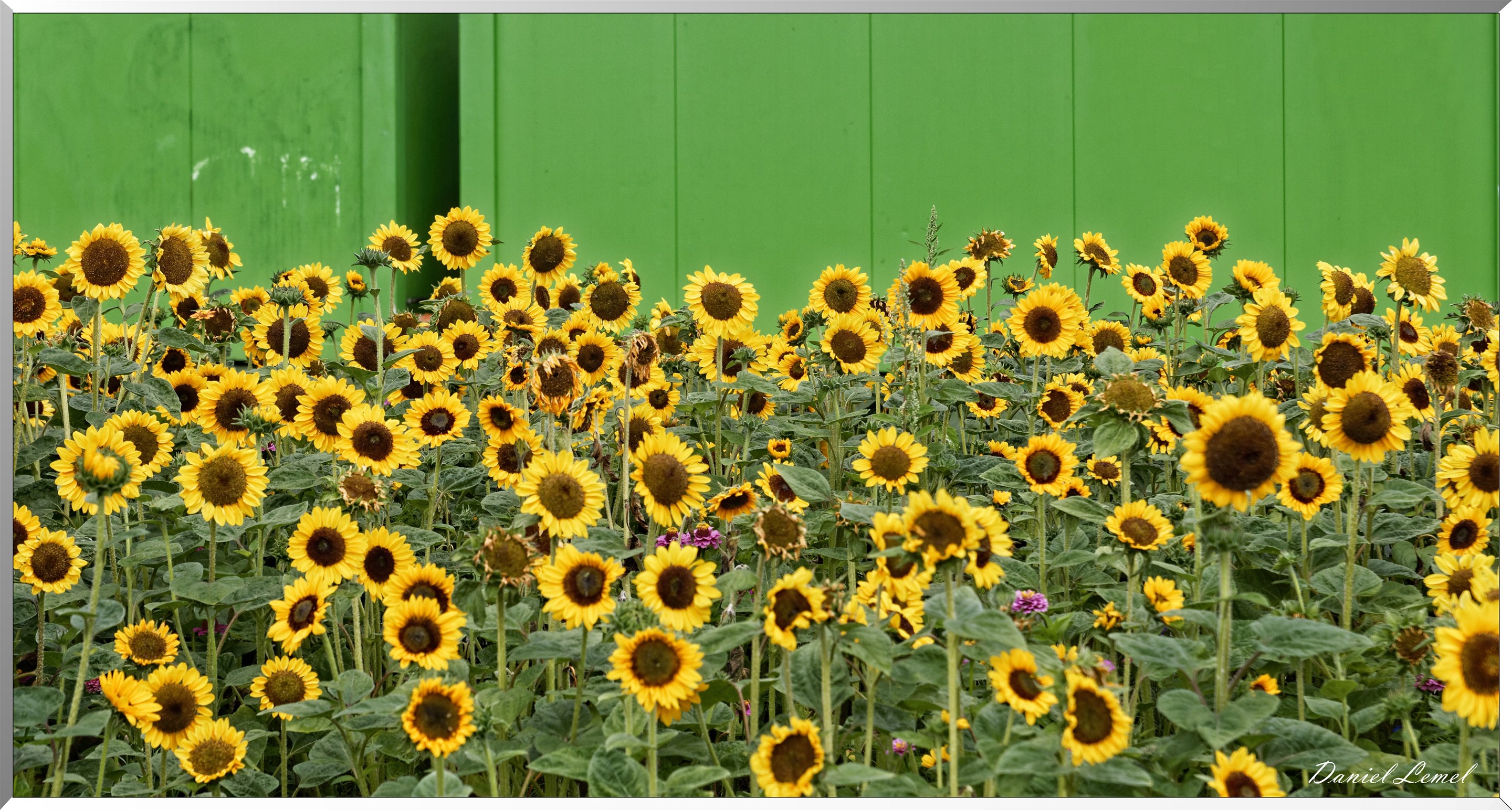 Tournesols