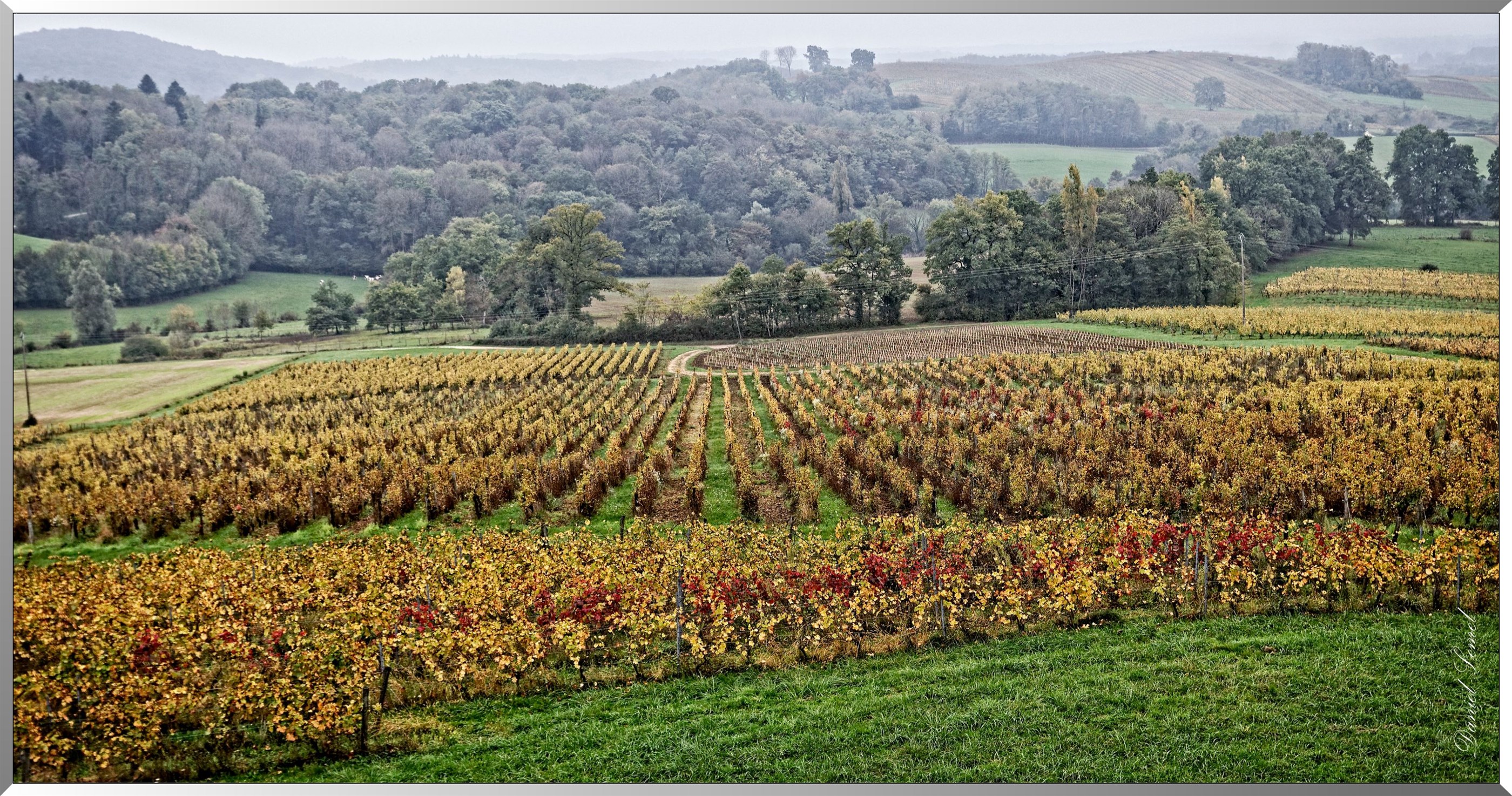 Vignoble