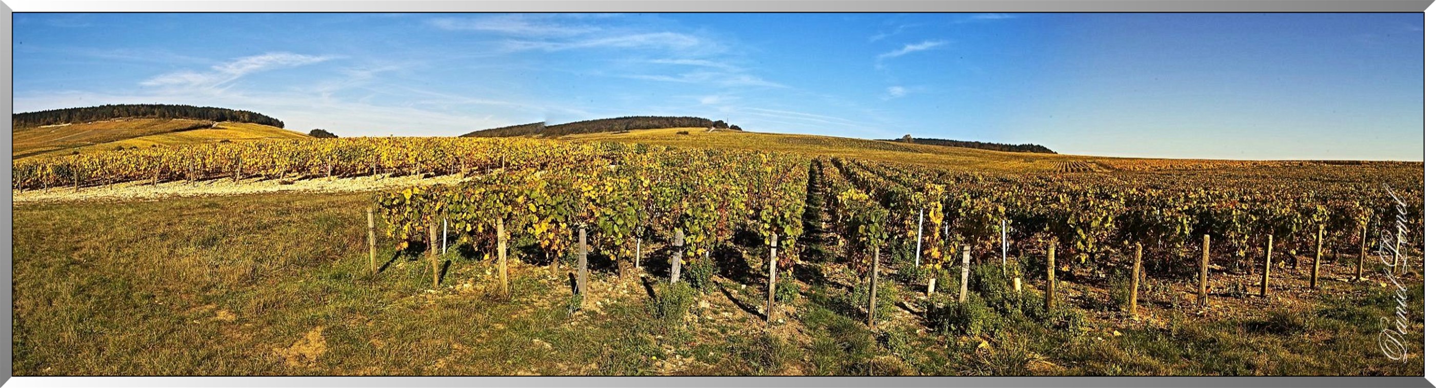 Vignoble de Chablis